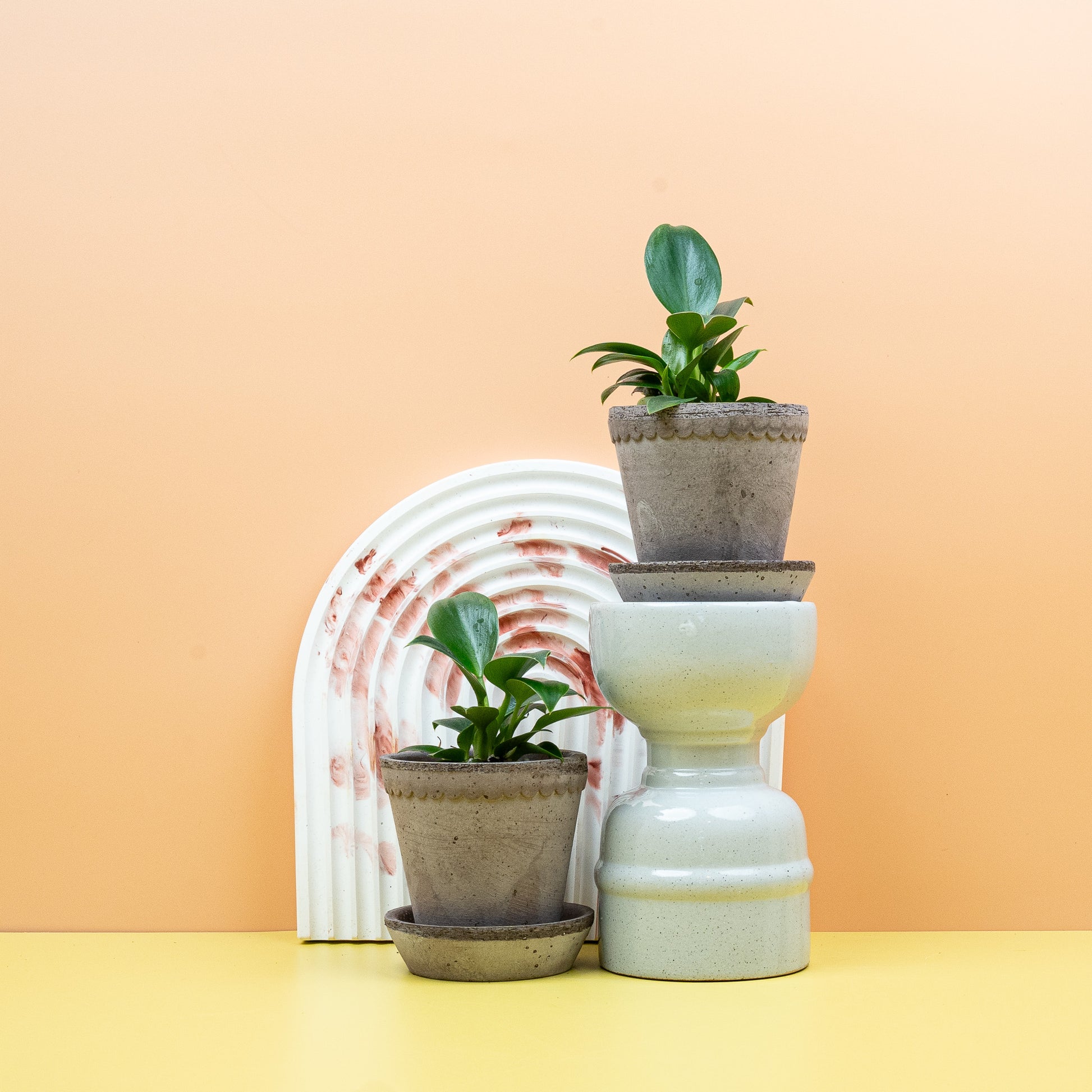 PHILODENDRON GREEN PRINCESS online bestellen bei potflourri