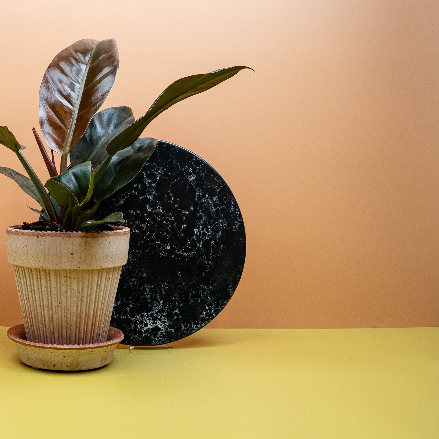 PHILDOENDRON IMPERIAL RED online bestellen bei potflourri