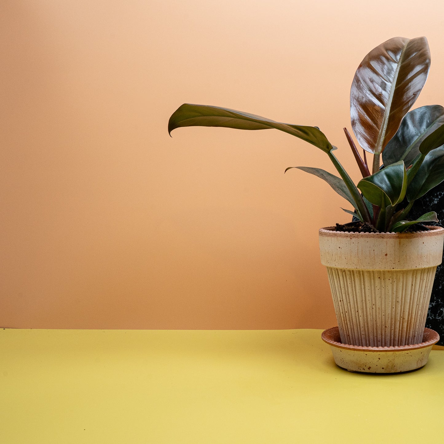 philodendron imperial red kaufen PHILODENDRON IMPERIAL RED online kaufen bei potflourri