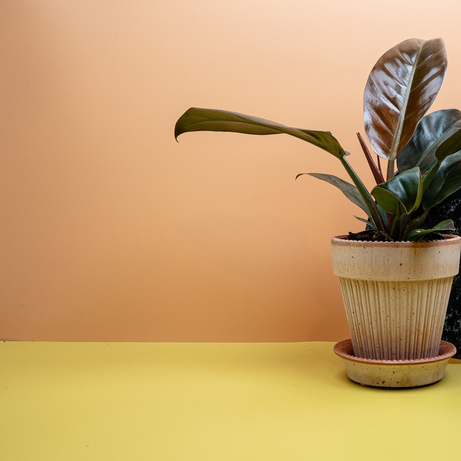 PHILDOENDRON IMPERIAL RED online bestellen bei potflourri