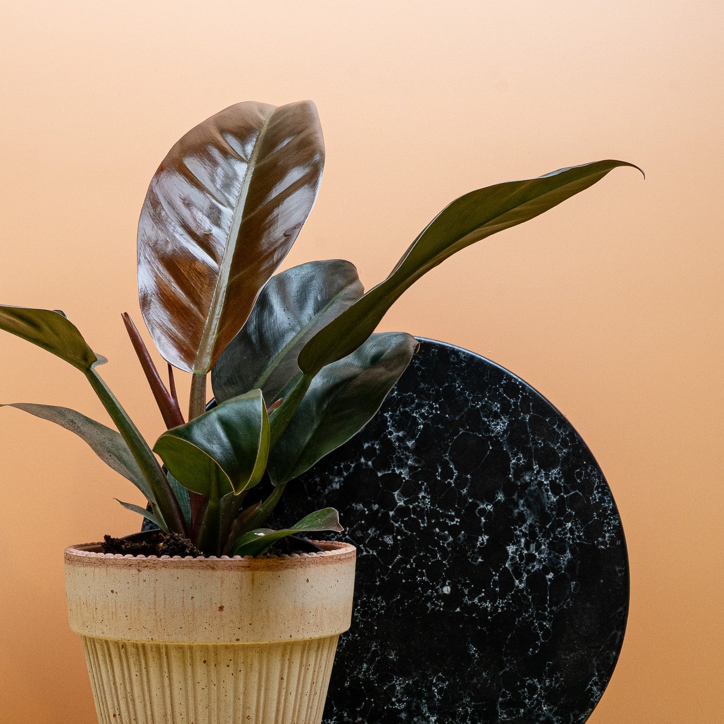 PHILDOENDRON IMPERIAL RED online bestellen bei potflourri