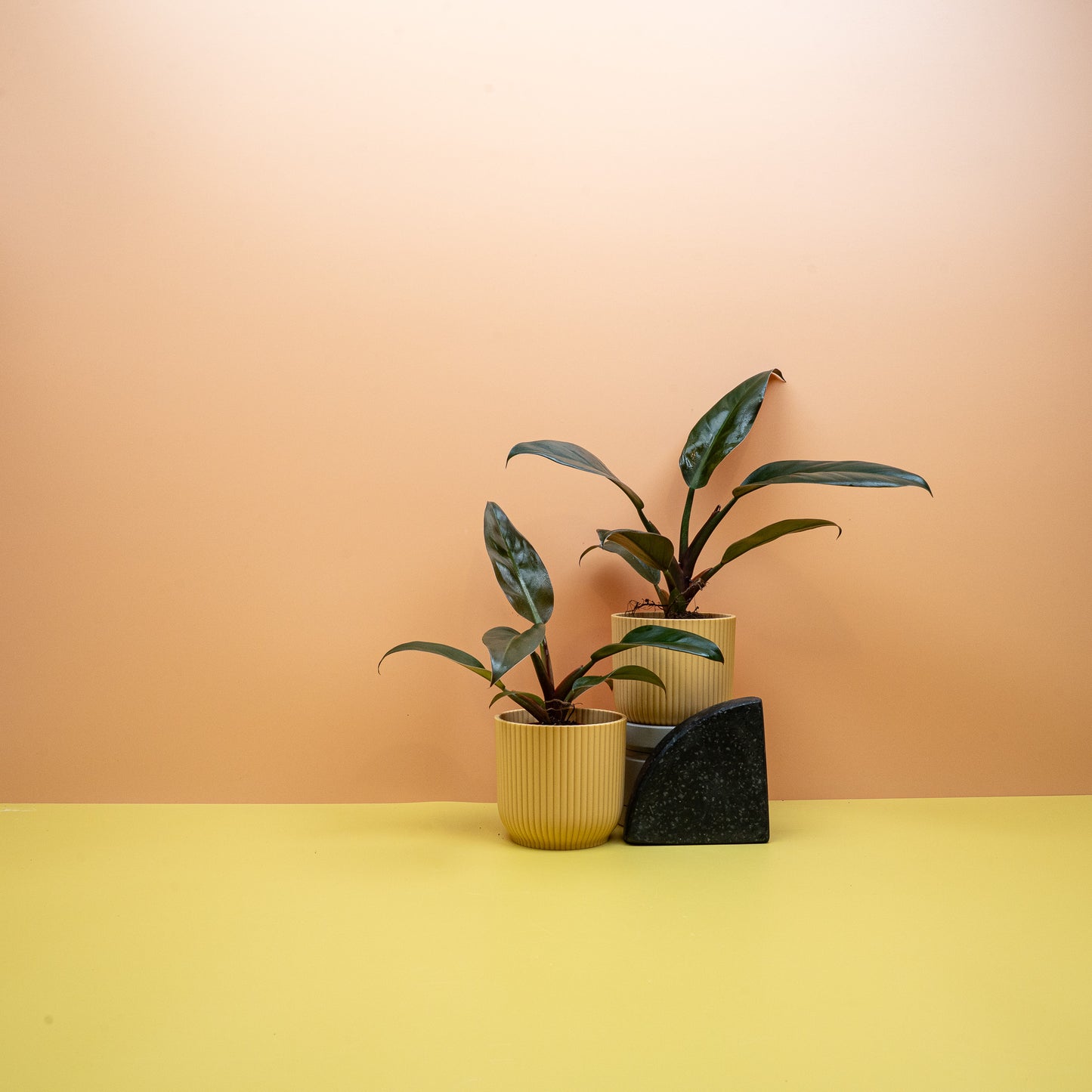 philodendron imperial red kaufen PHILODENDRON IMPERIAL RED online kaufen bei potflourri
