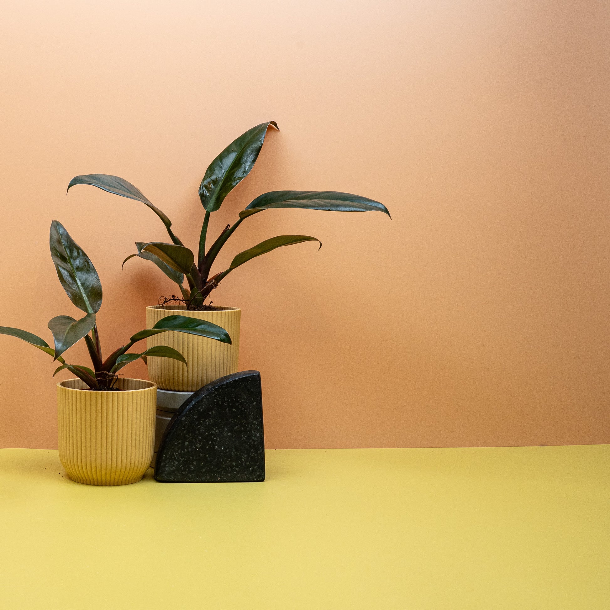 PHILDOENDRON IMPERIAL RED online bestellen bei potflourri