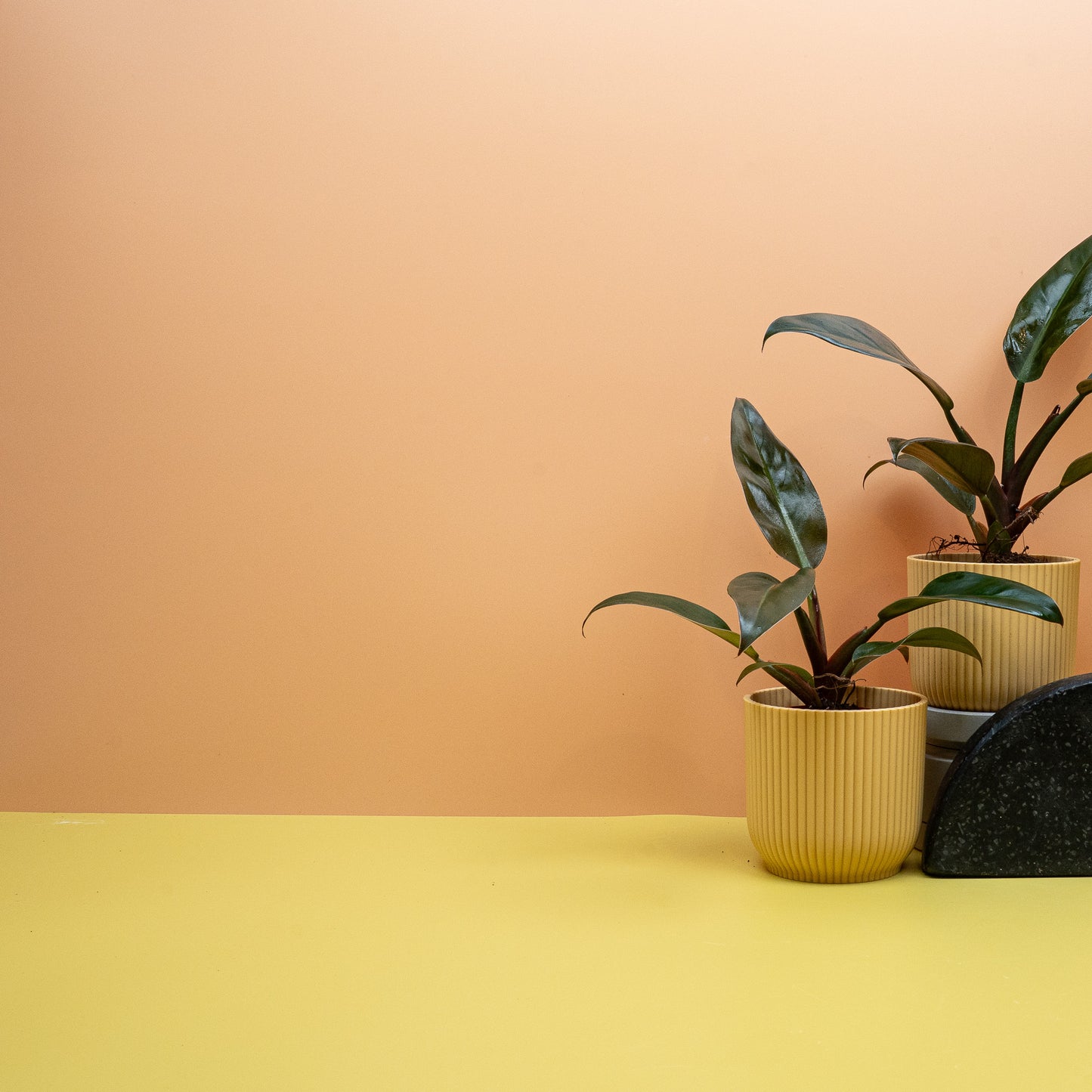 PHILDOENDRON IMPERIAL RED online bestellen bei potflourri