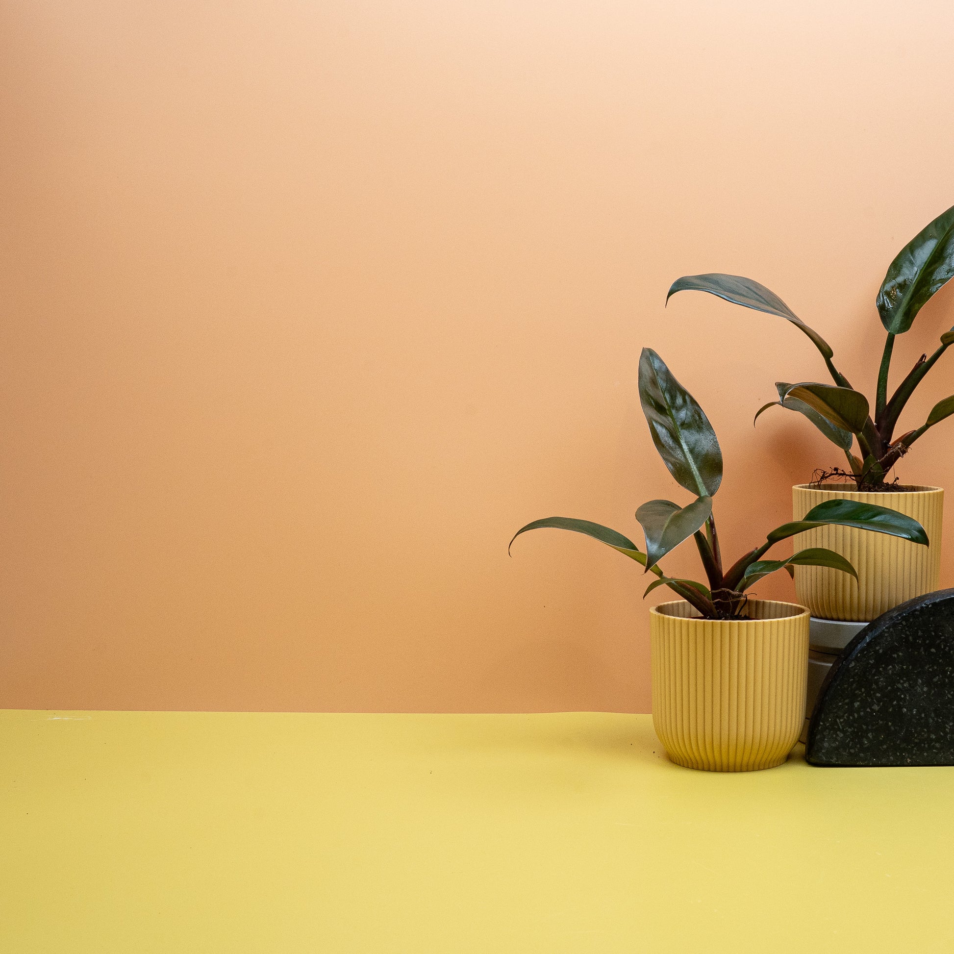 PHILDOENDRON IMPERIAL RED online bestellen bei potflourri