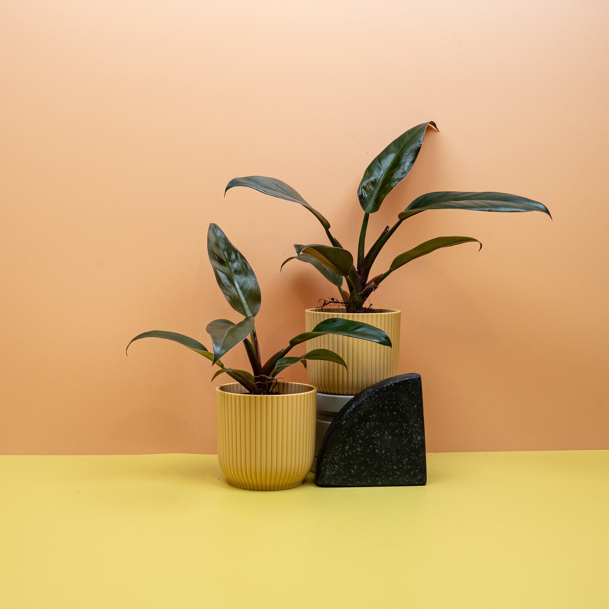 PHILDOENDRON IMPERIAL RED online bestellen bei potflourri