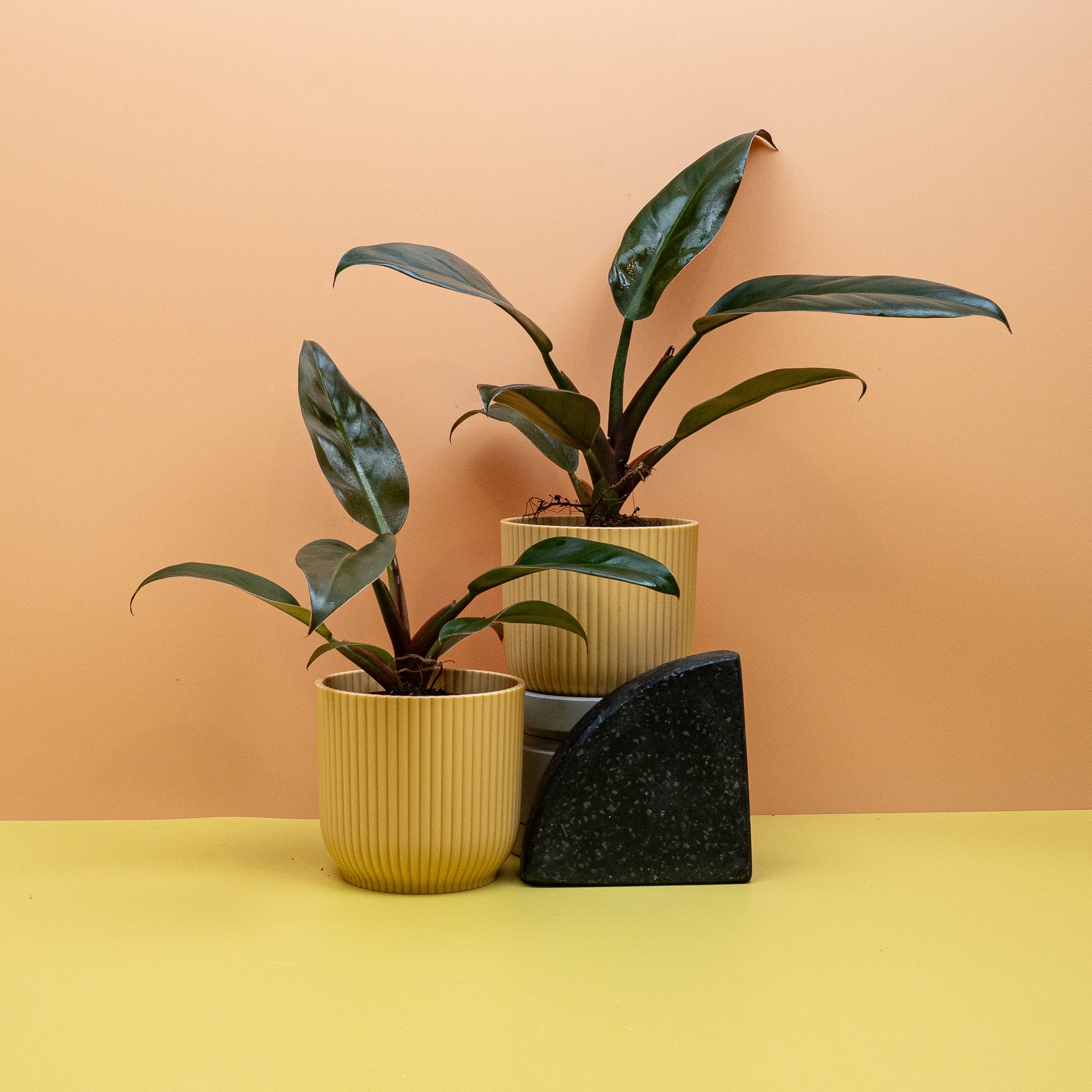 PHILDOENDRON IMPERIAL RED online bestellen bei potflourri