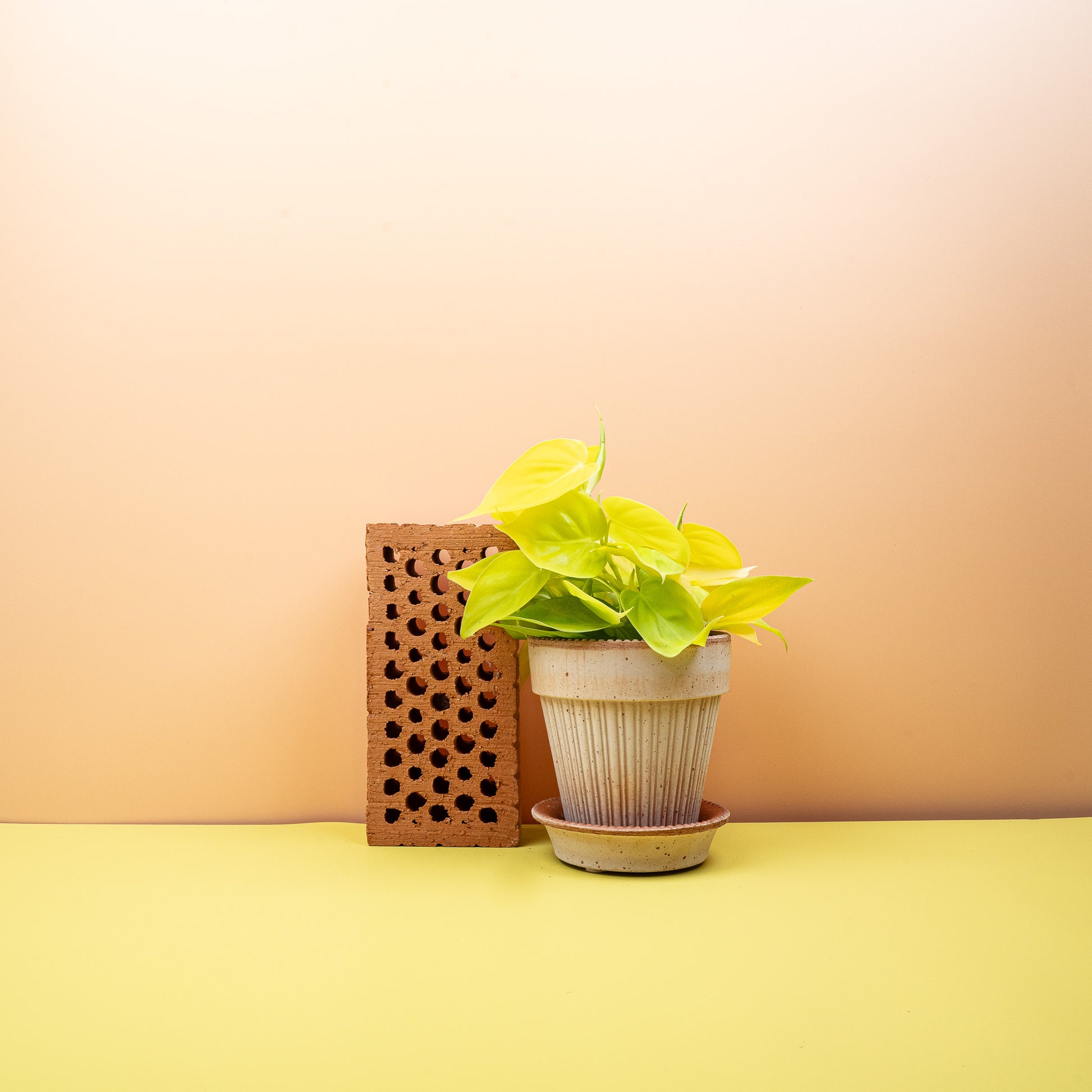 PHILODENDRON LEMON LIME online bestellen bei potflourri