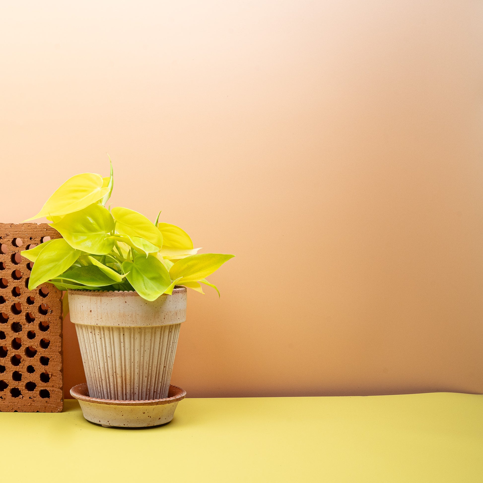 PHILODENDRON LEMON LIME online bestellen bei potflourri