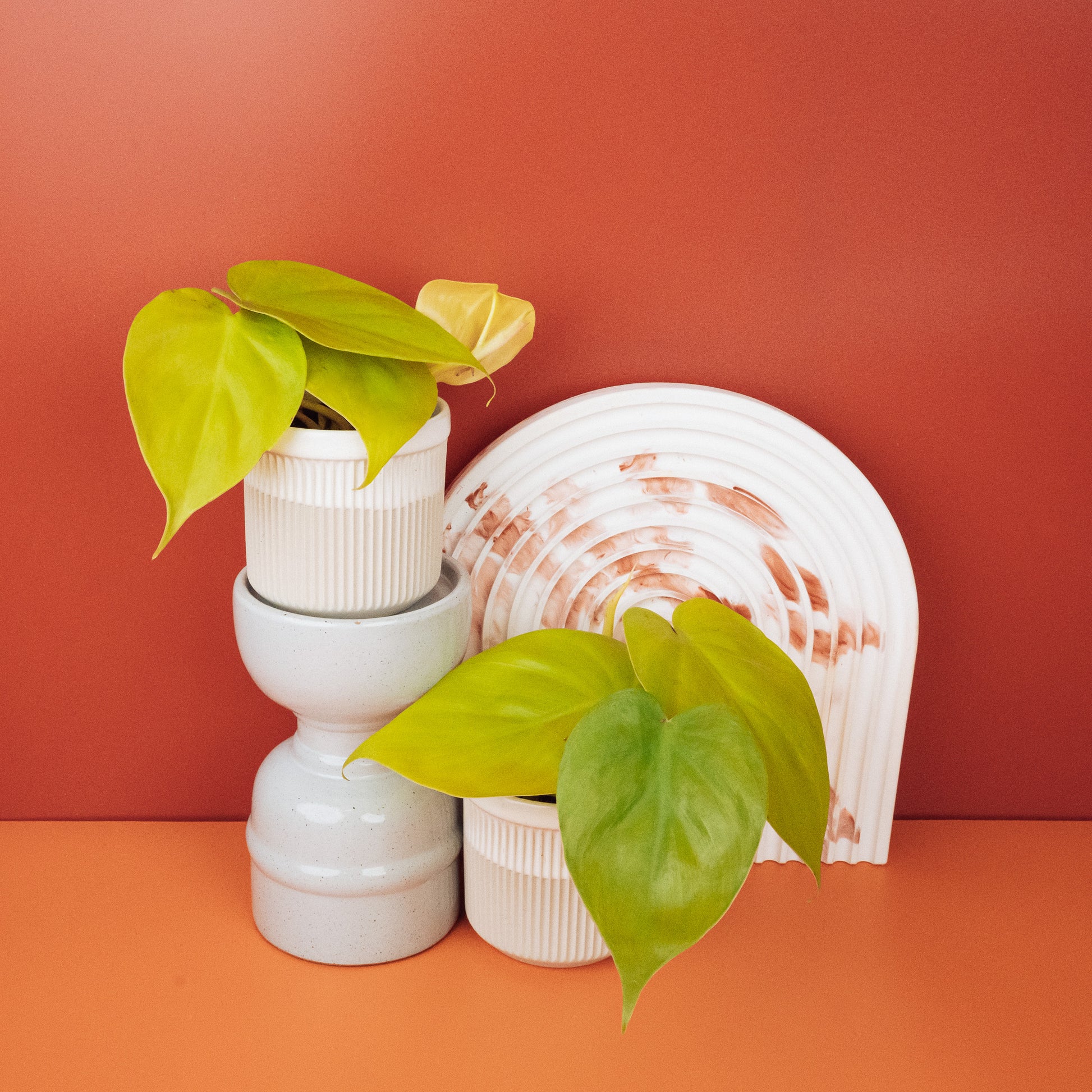 PHILODENDRON LEMON LIME online bestellen bei potflourri