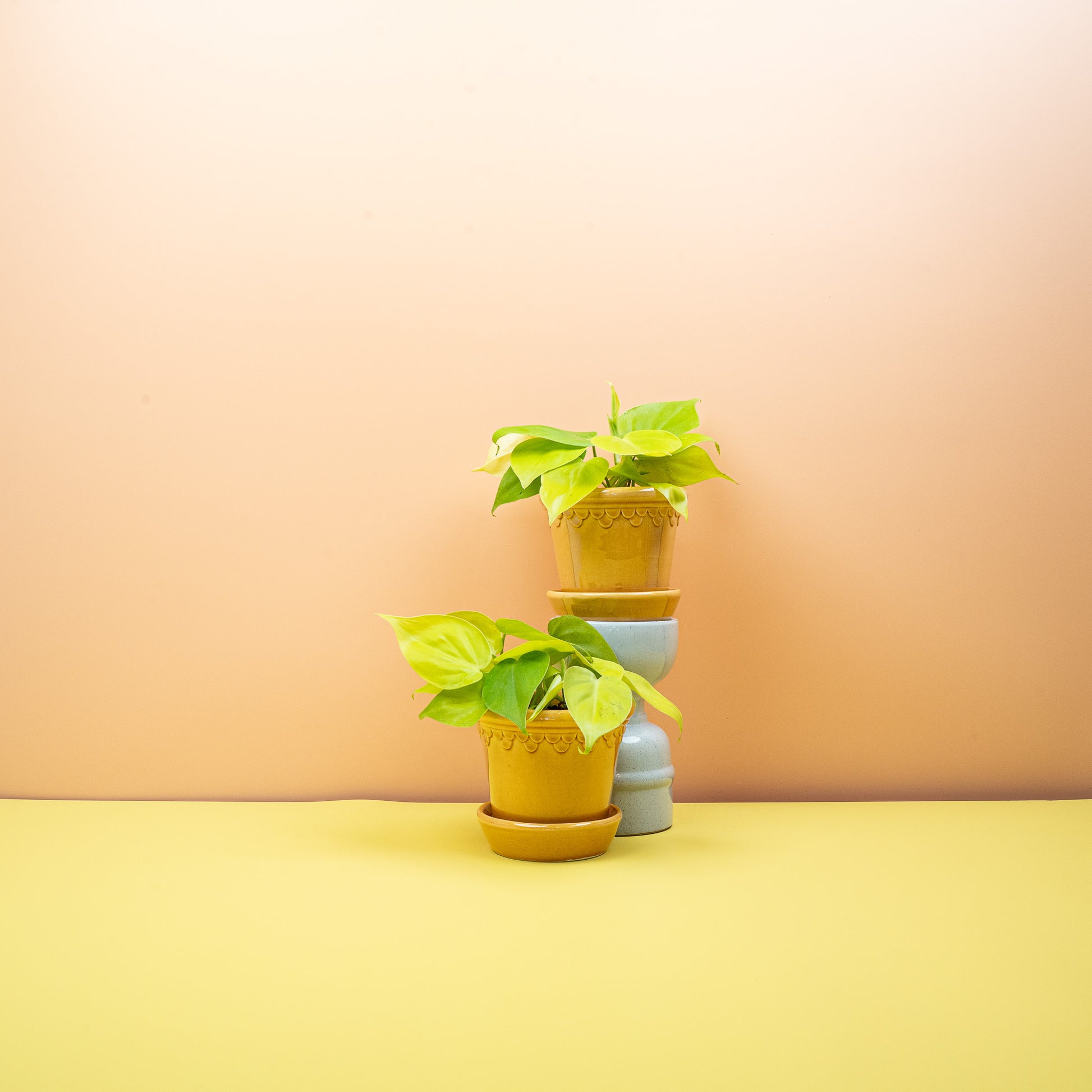 PHILODENDRON LEMON LIME online bestellen bei potflourri