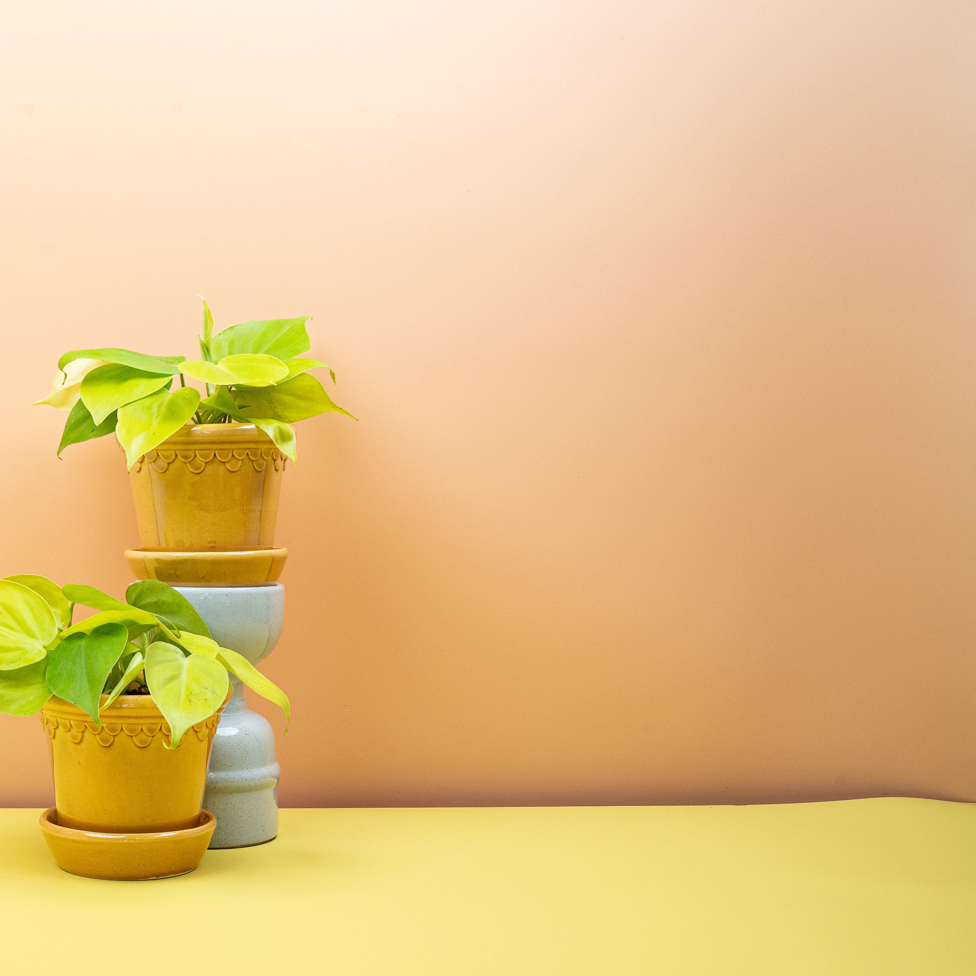 PHILODENDRON LEMON LIME online bestellen bei potflourri