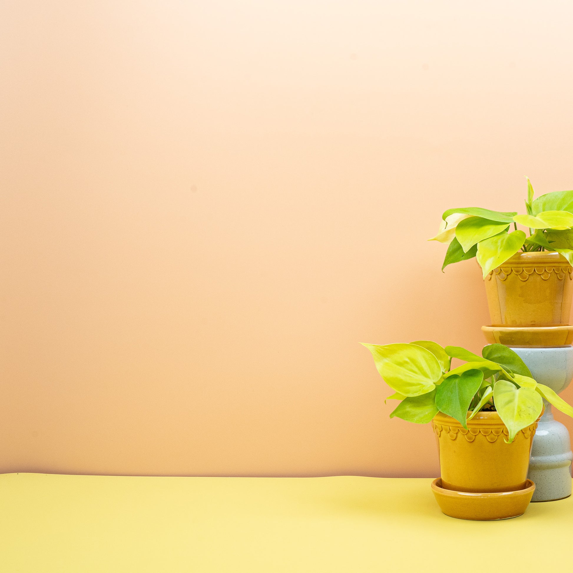 PHILODENDRON LEMON LIME online bestellen bei potflourri