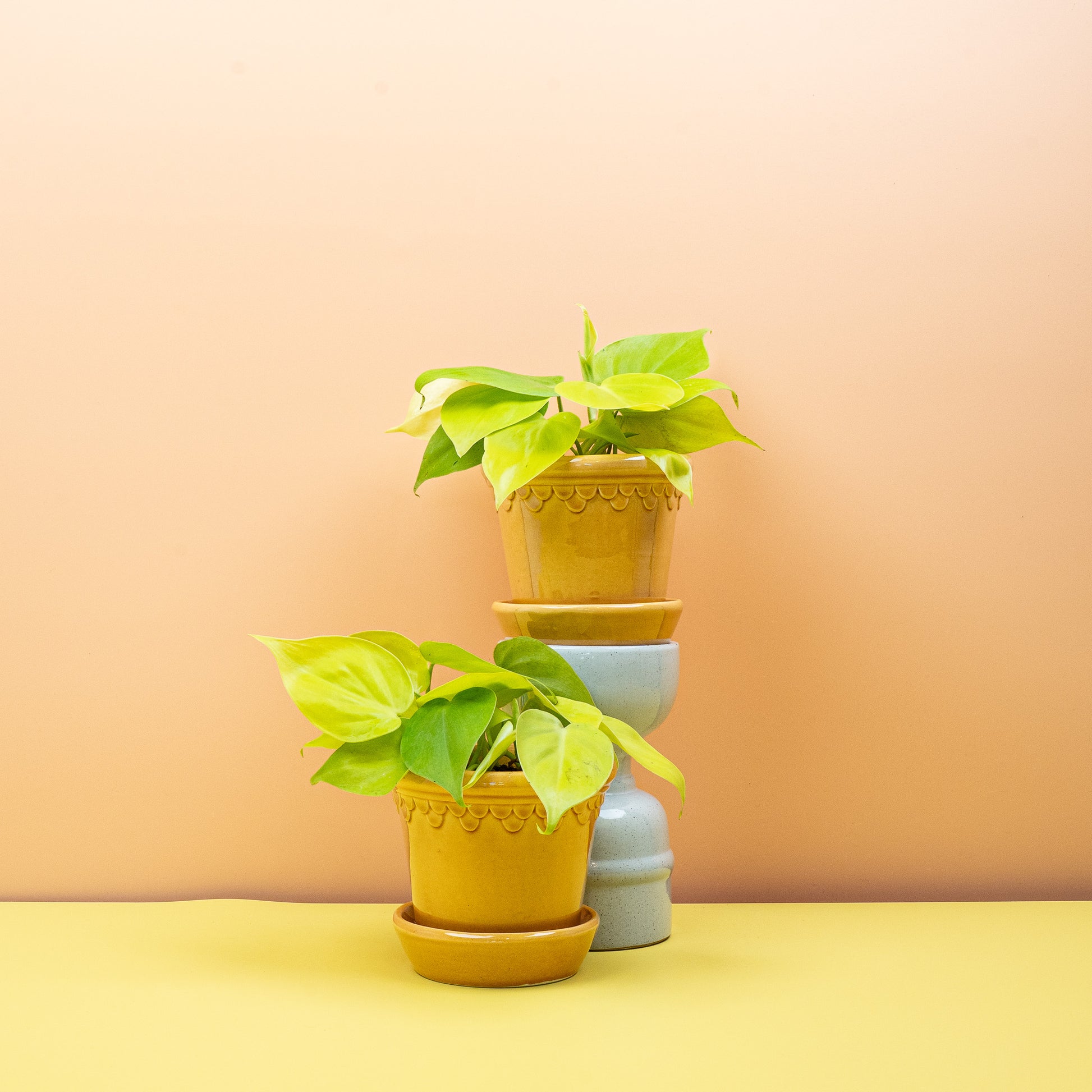 PHILODENDRON LEMON LIME online bestellen bei potflourri