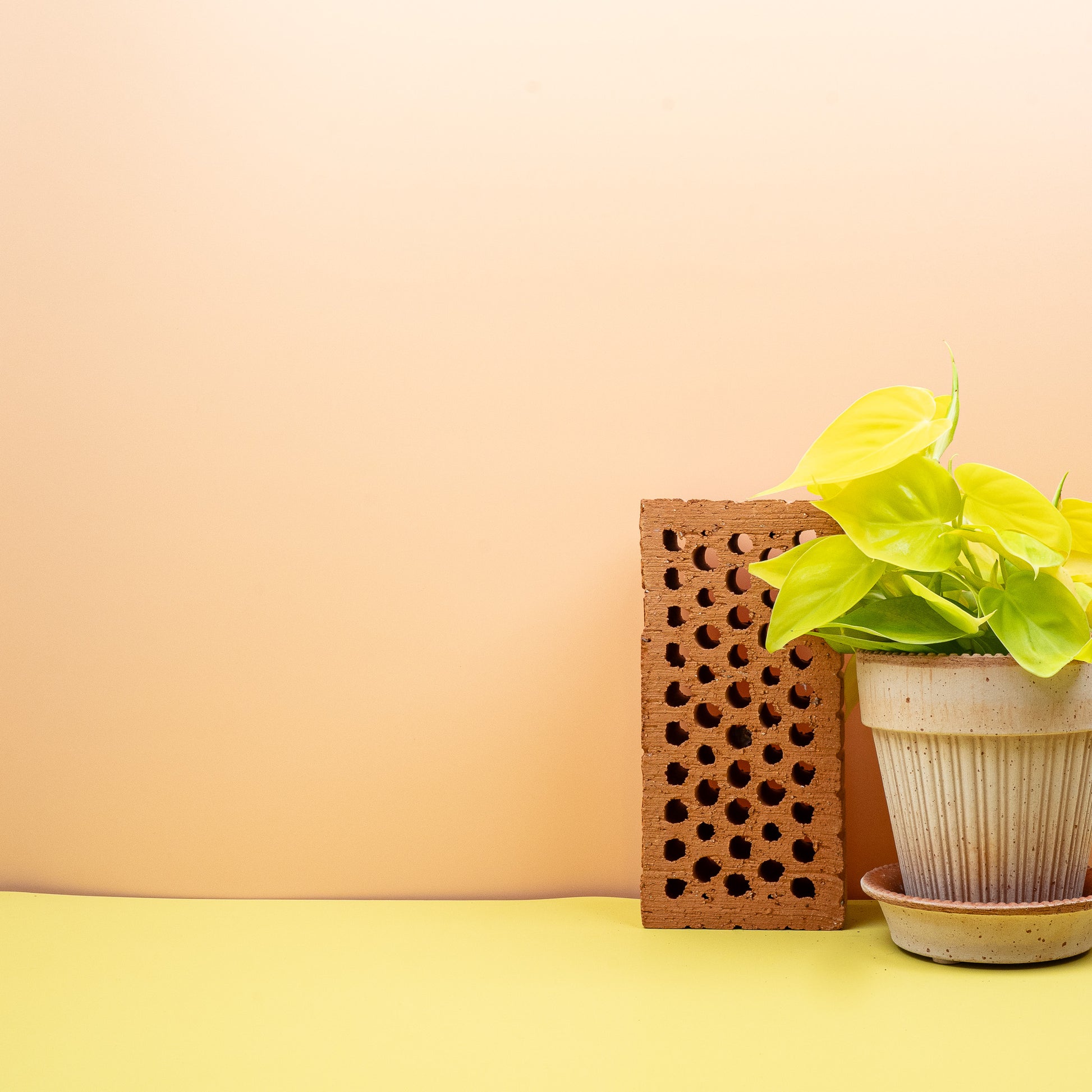 PHILODENDRON LEMON LIME online bestellen bei potflourri