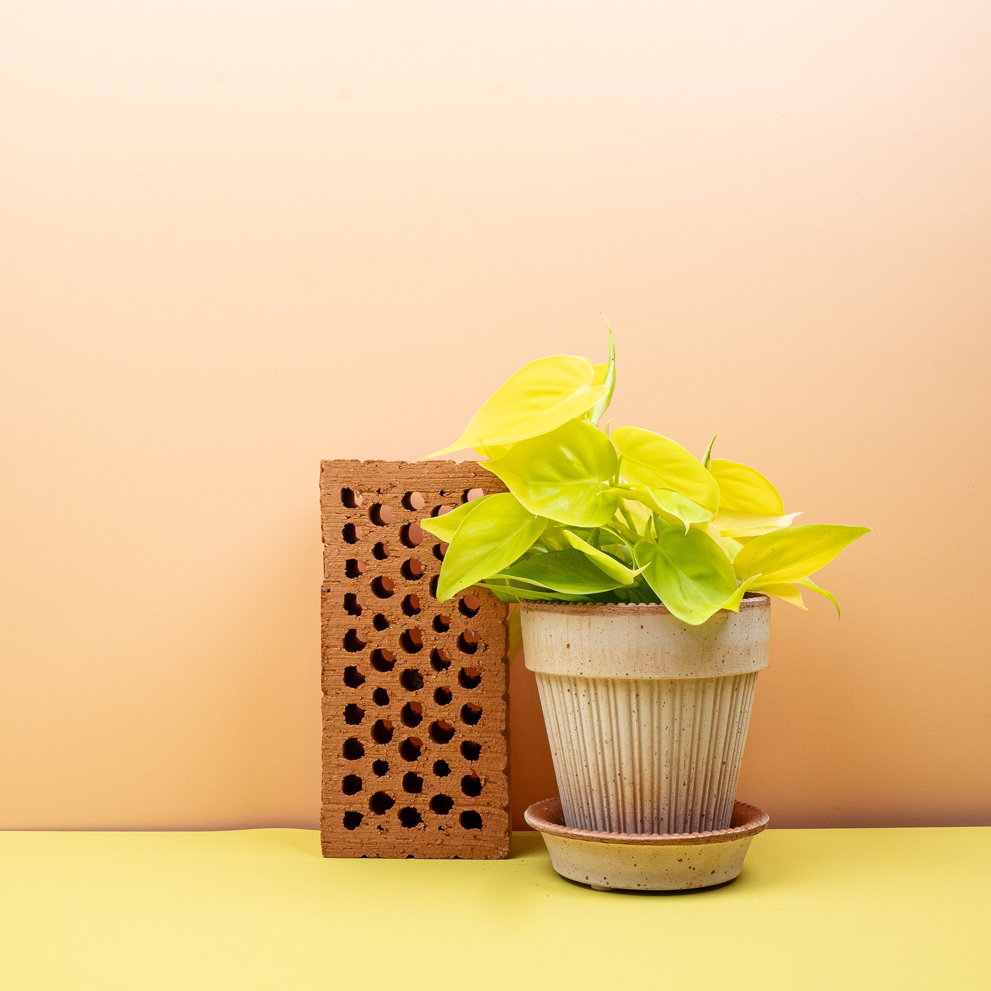 PHILODENDRON LEMON LIME online bestellen bei potflourri