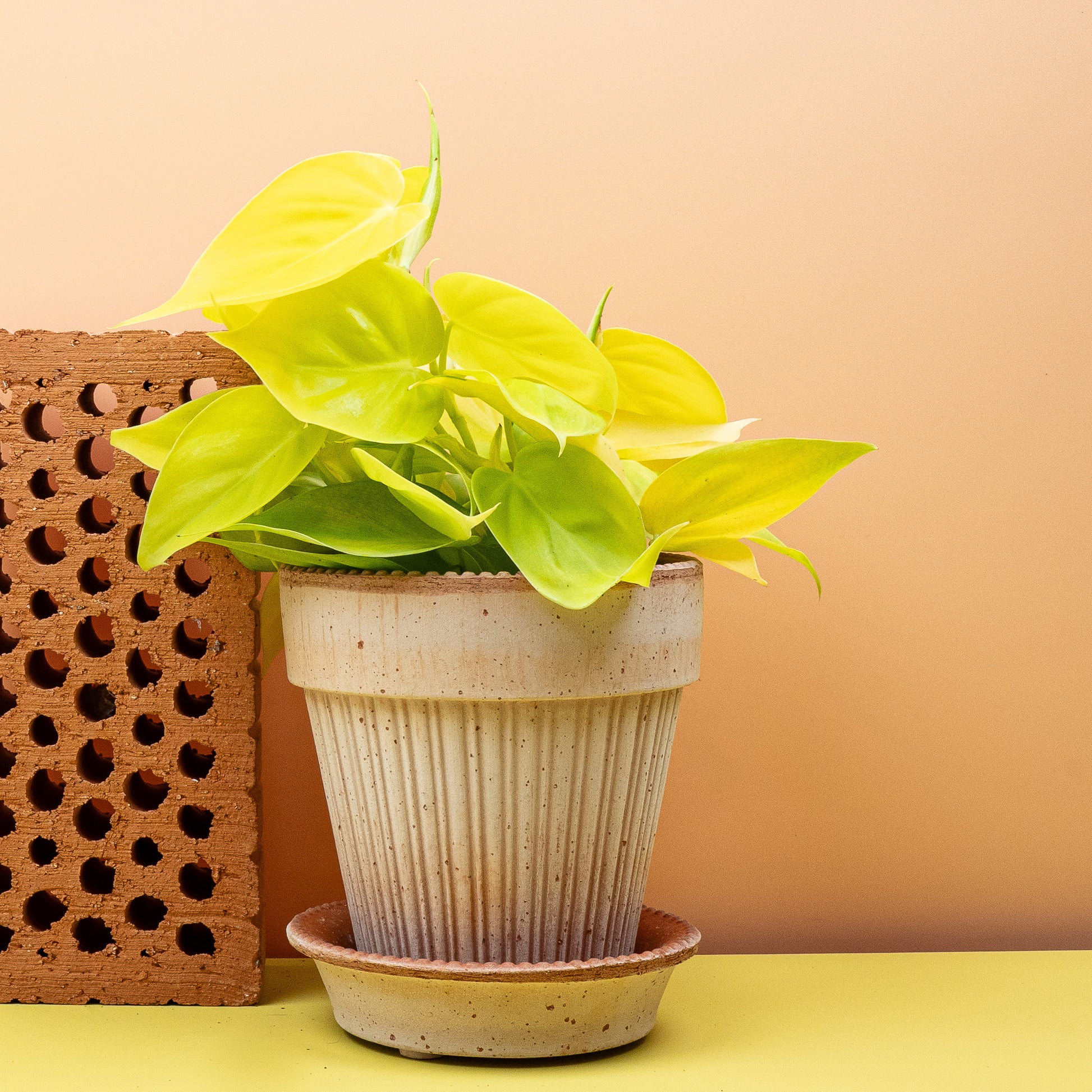 PHILODENDRON LEMON LIME online bestellen bei potflourri