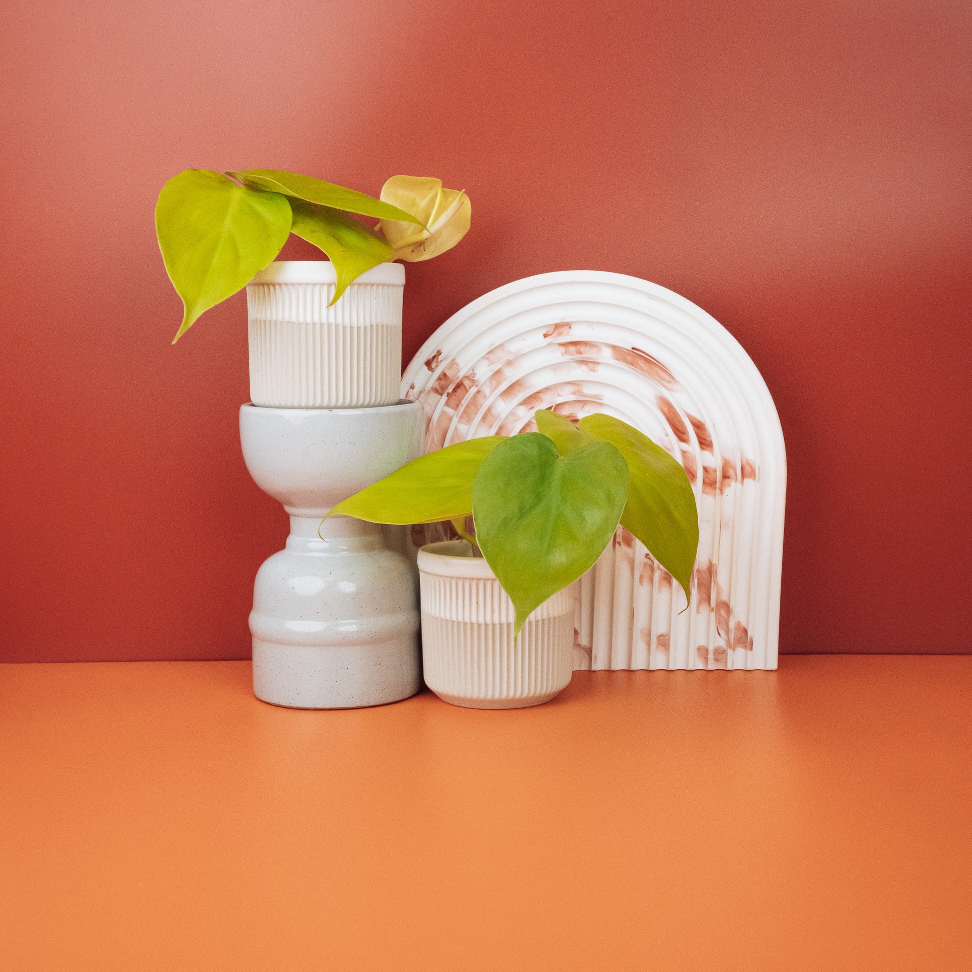 PHILODENDRON LEMON LIME online bestellen bei potflourri