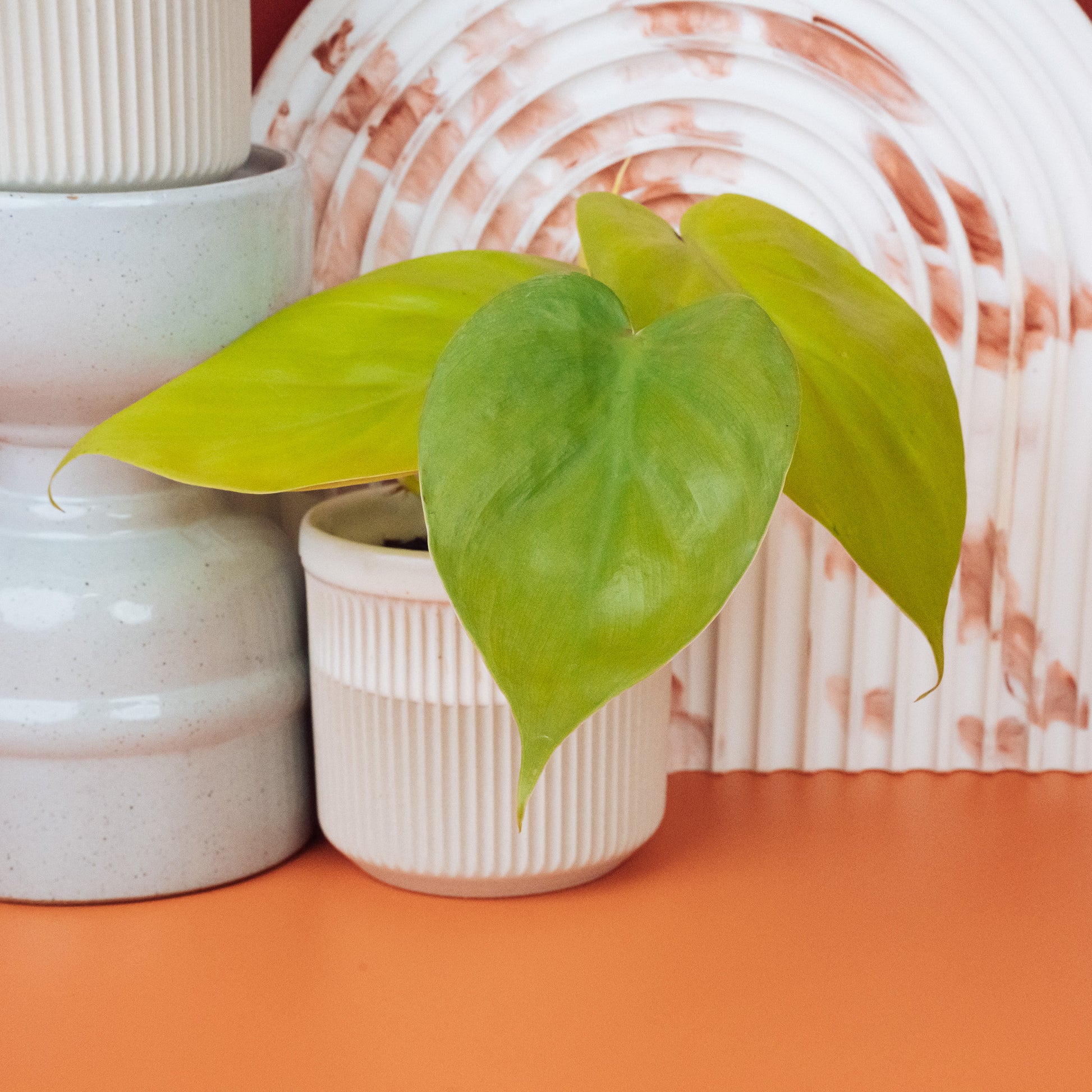 PHILODENDRON LEMON LIME online bestellen bei potflourri