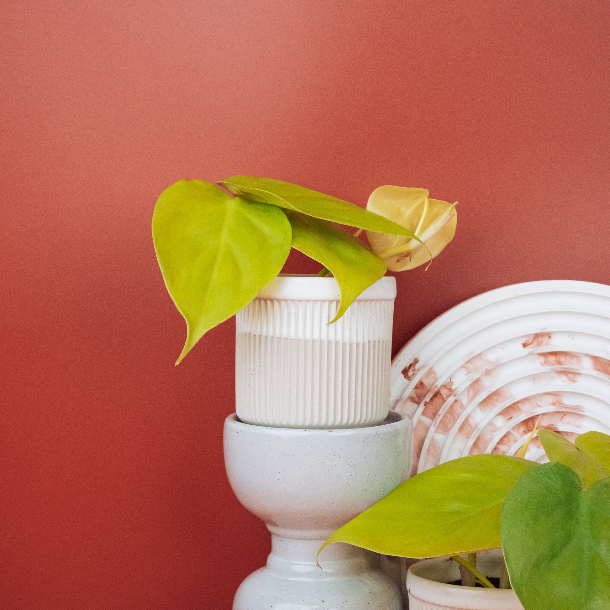 PHILODENDRON LEMON LIME online bestellen bei potflourri