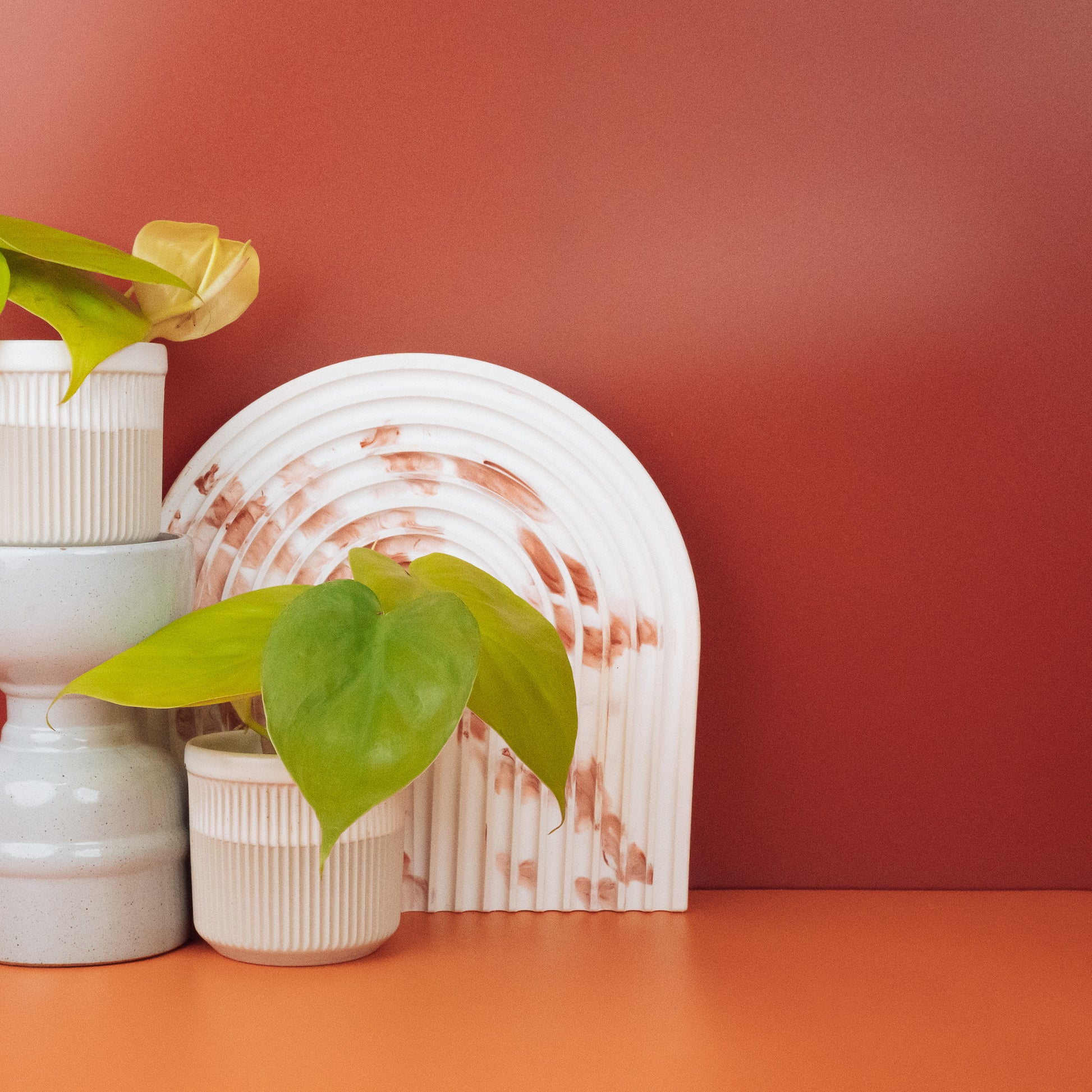 PHILODENDRON LEMON LIME online bestellen bei potflourri