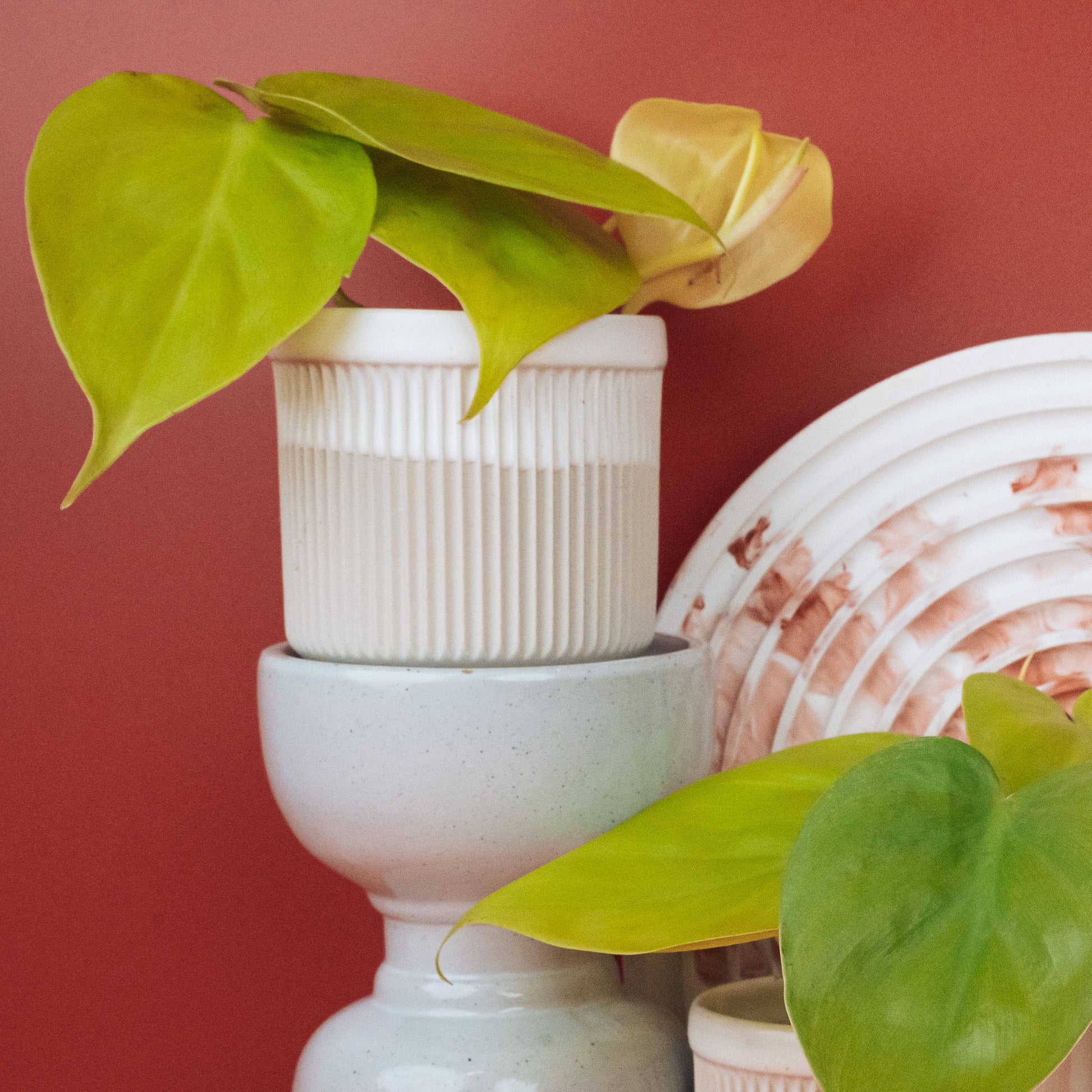 PHILODENDRON LEMON LIME online bestellen bei potflourri