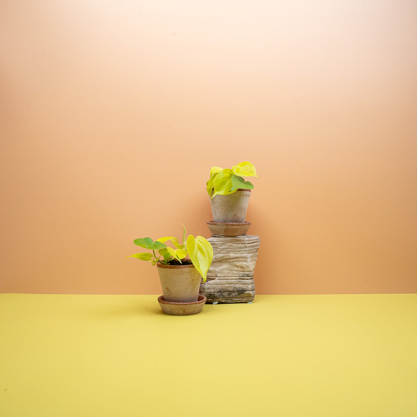 PHILODENDRON LEMON LIME online bestellen bei potflourri