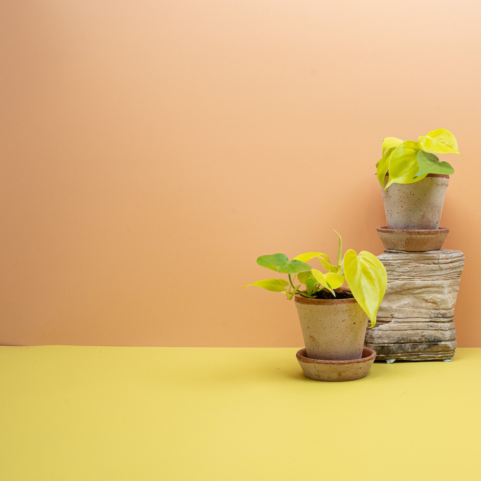 PHILODENDRON LEMON LIME online bestellen bei potflourri