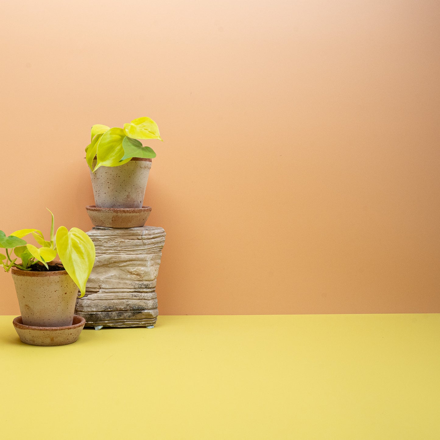 PHILODENDRON LEMON LIME online bestellen bei potflourri