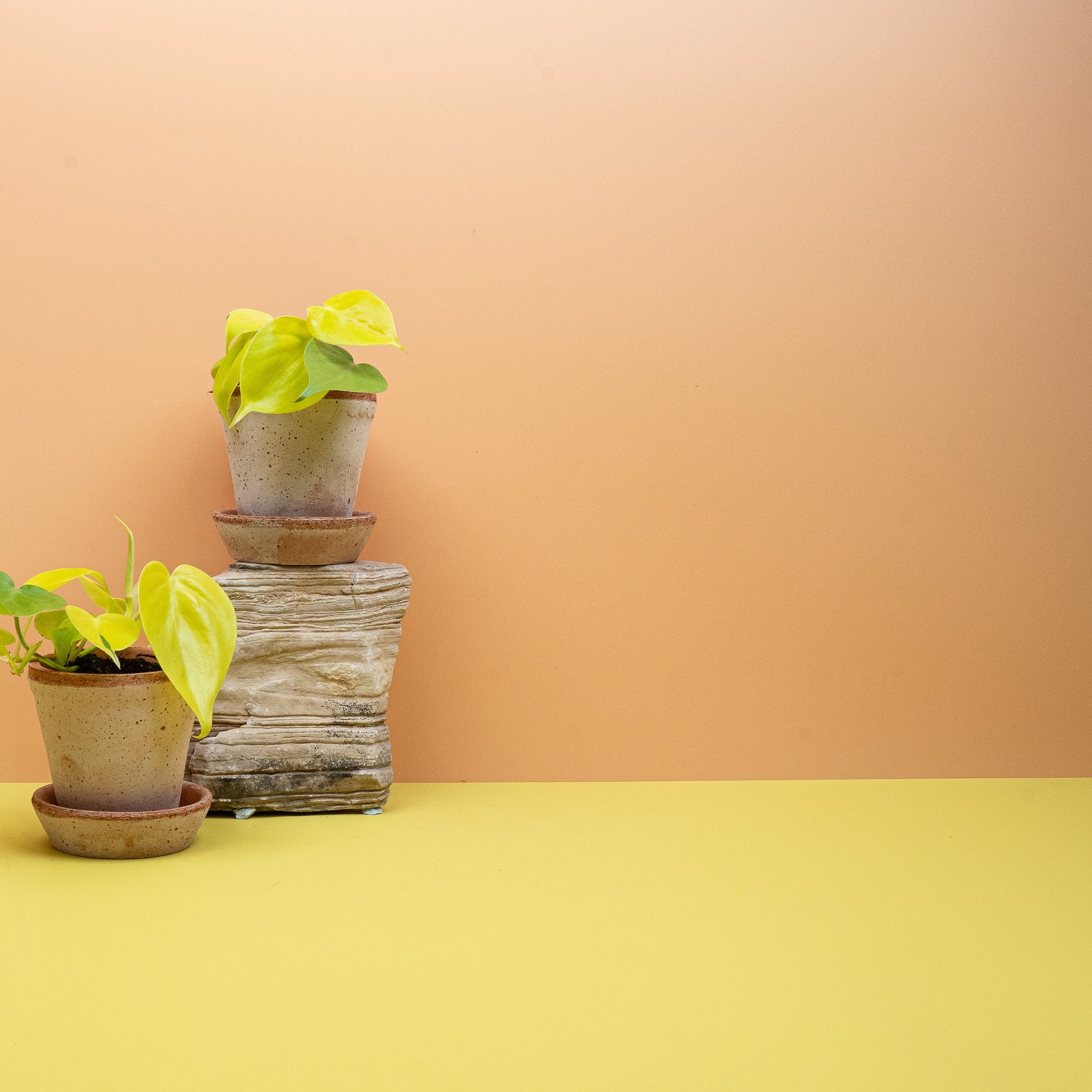 PHILODENDRON LEMON LIME online bestellen bei potflourri