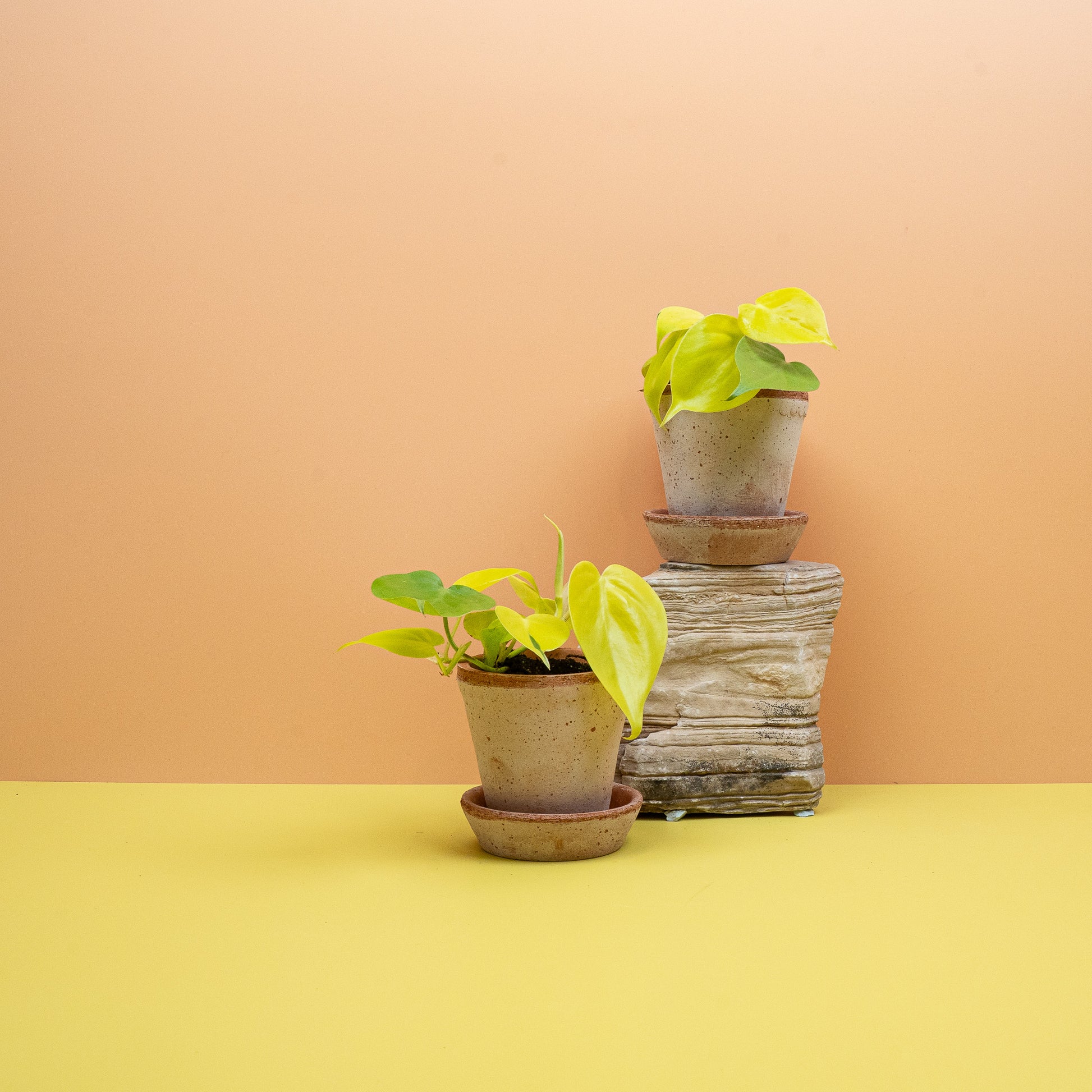 PHILODENDRON LEMON LIME online bestellen bei potflourri
