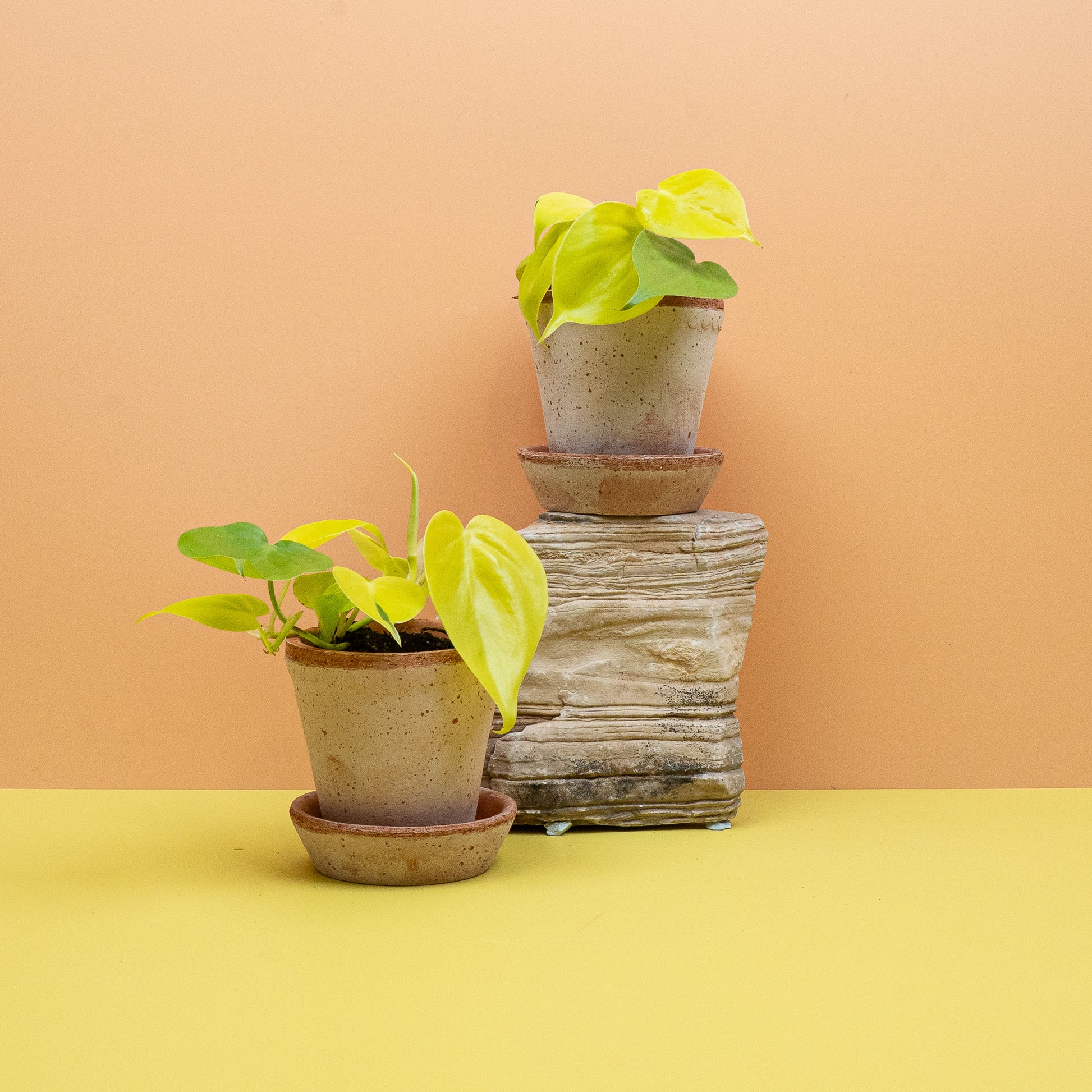 PHILODENDRON LEMON LIME online bestellen bei potflourri