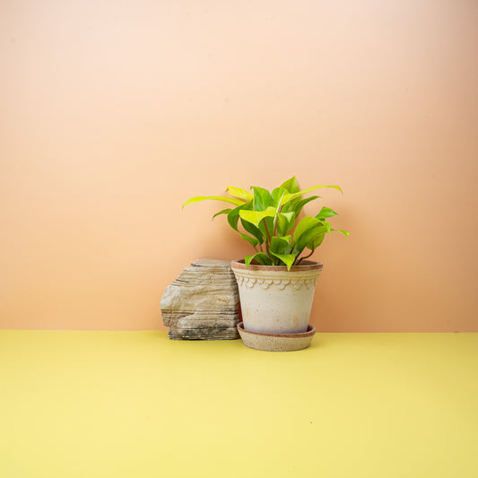 PHILODENDRON MALAY GOLD online bestellen bei potflourri