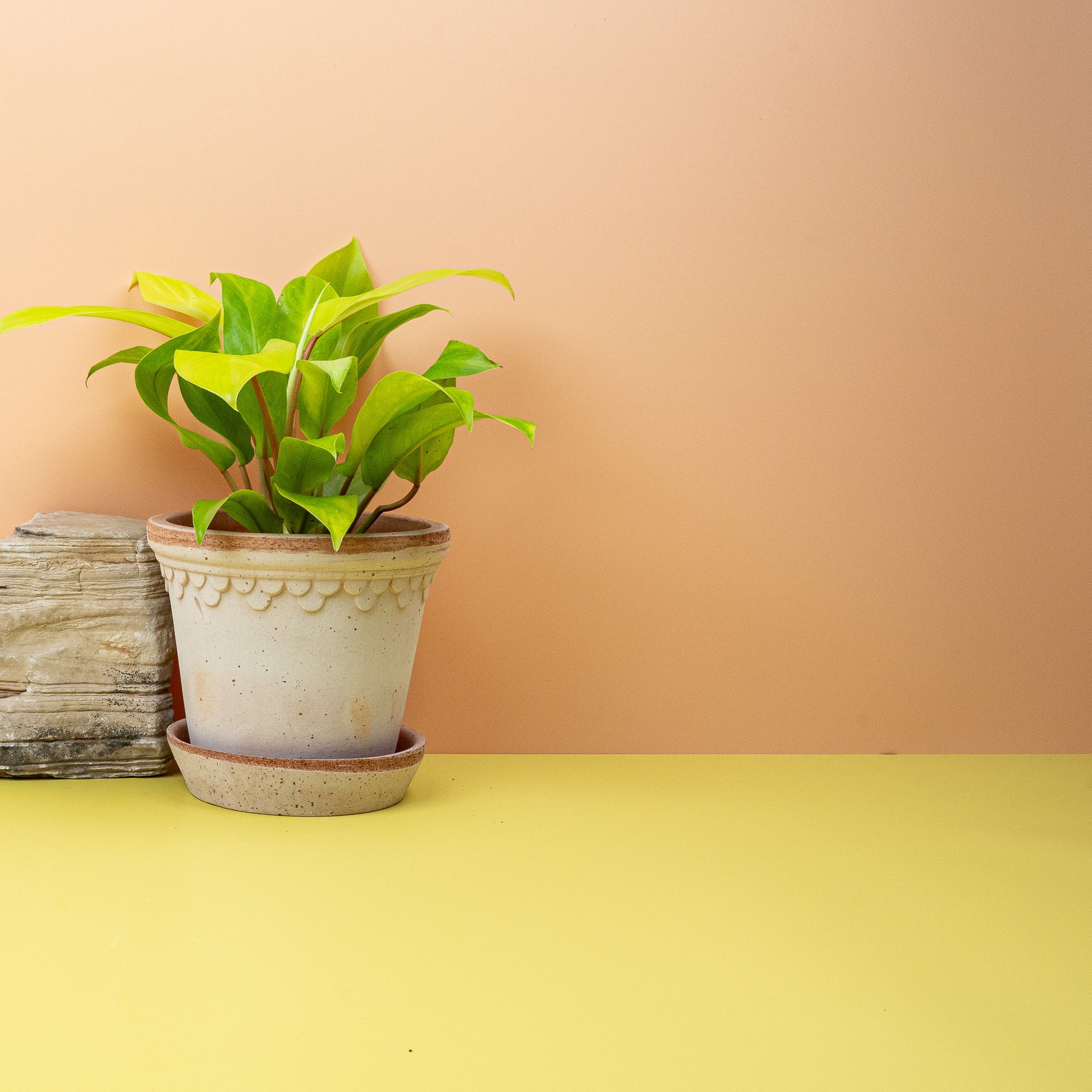 PHILODENDRON MALAY GOLD online bestellen bei potflourri
