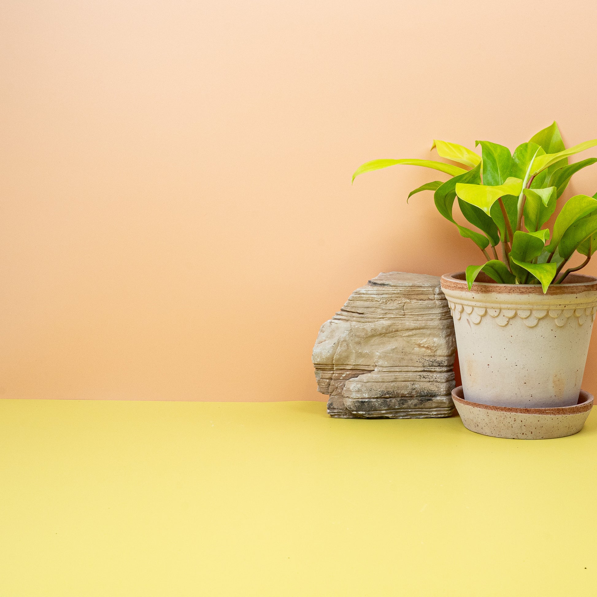 PHILODENDRON MALAY GOLD online bestellen bei potflourri