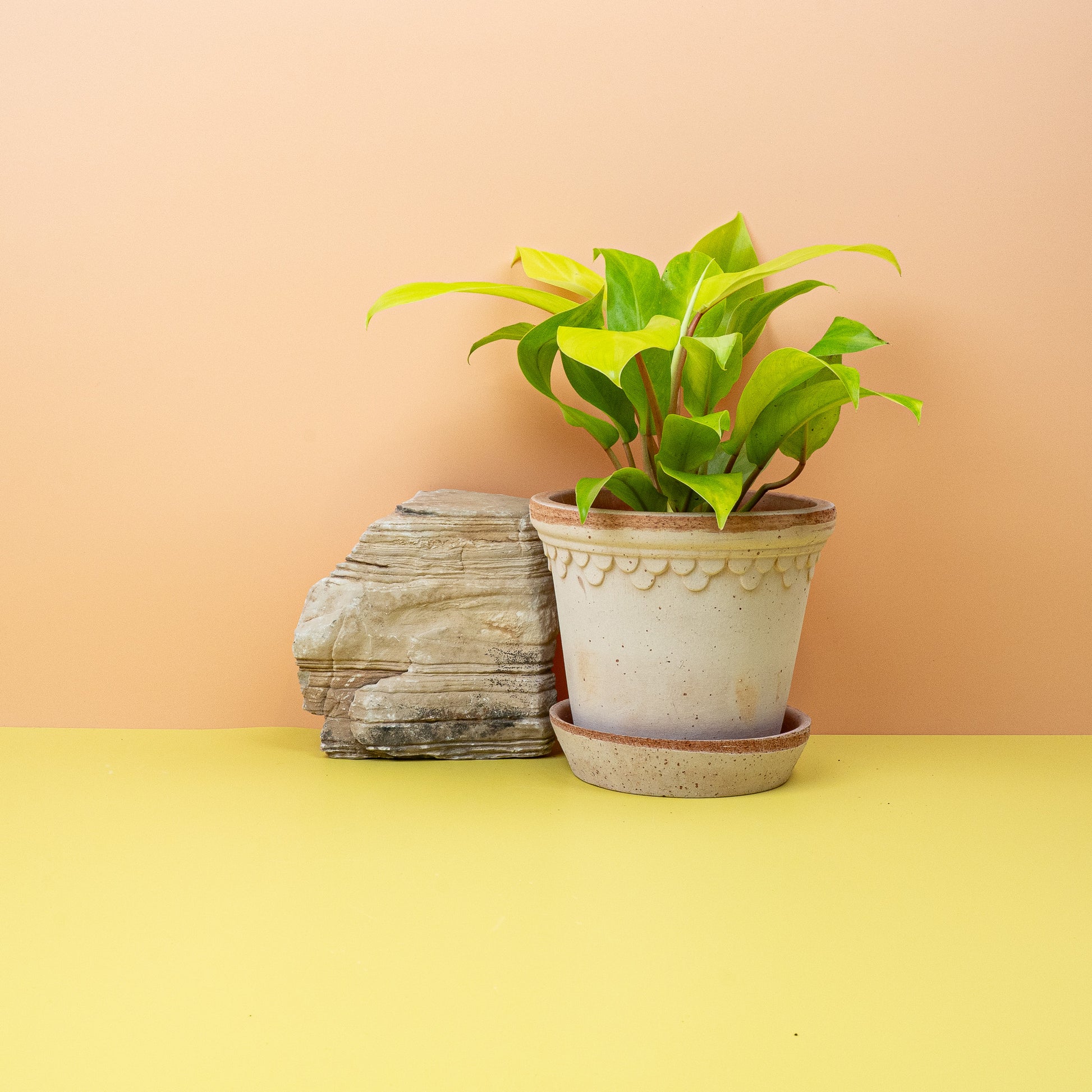 PHILODENDRON MALAY GOLD online bestellen bei potflourri