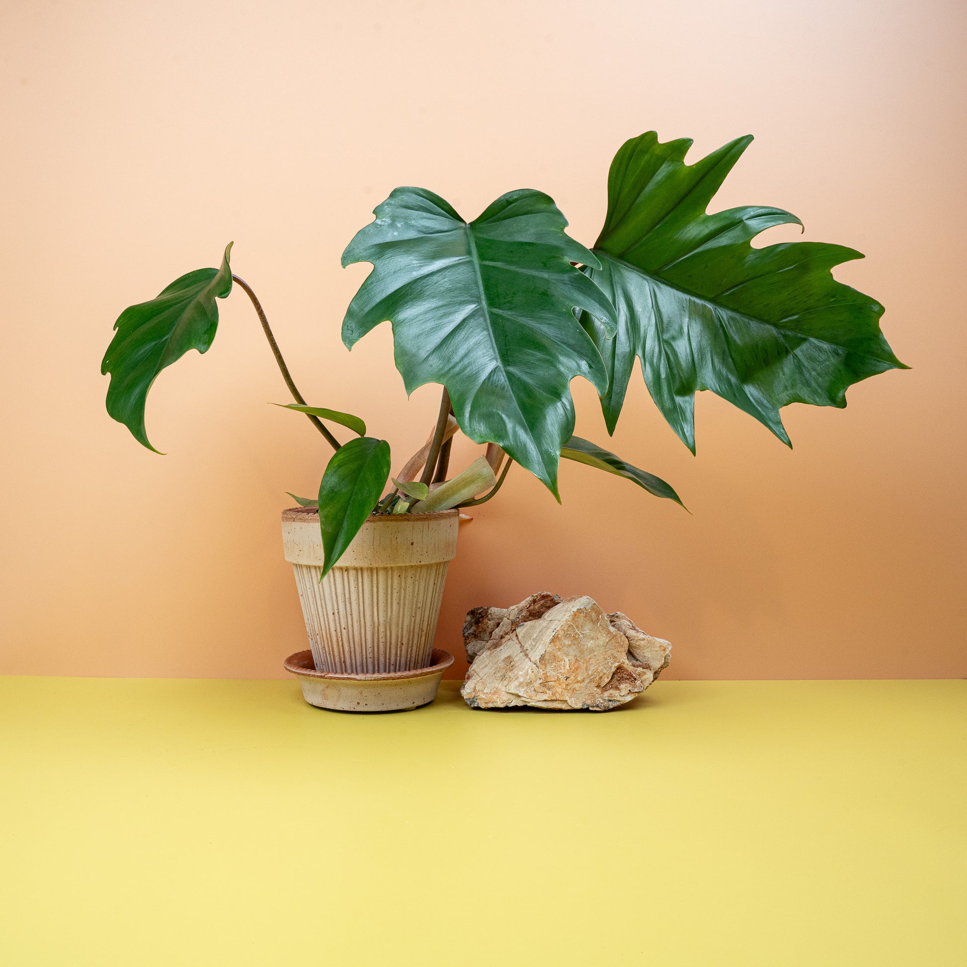 philodendron kaufen PHILODENDRON MAYOI online kaufen bei potflourri