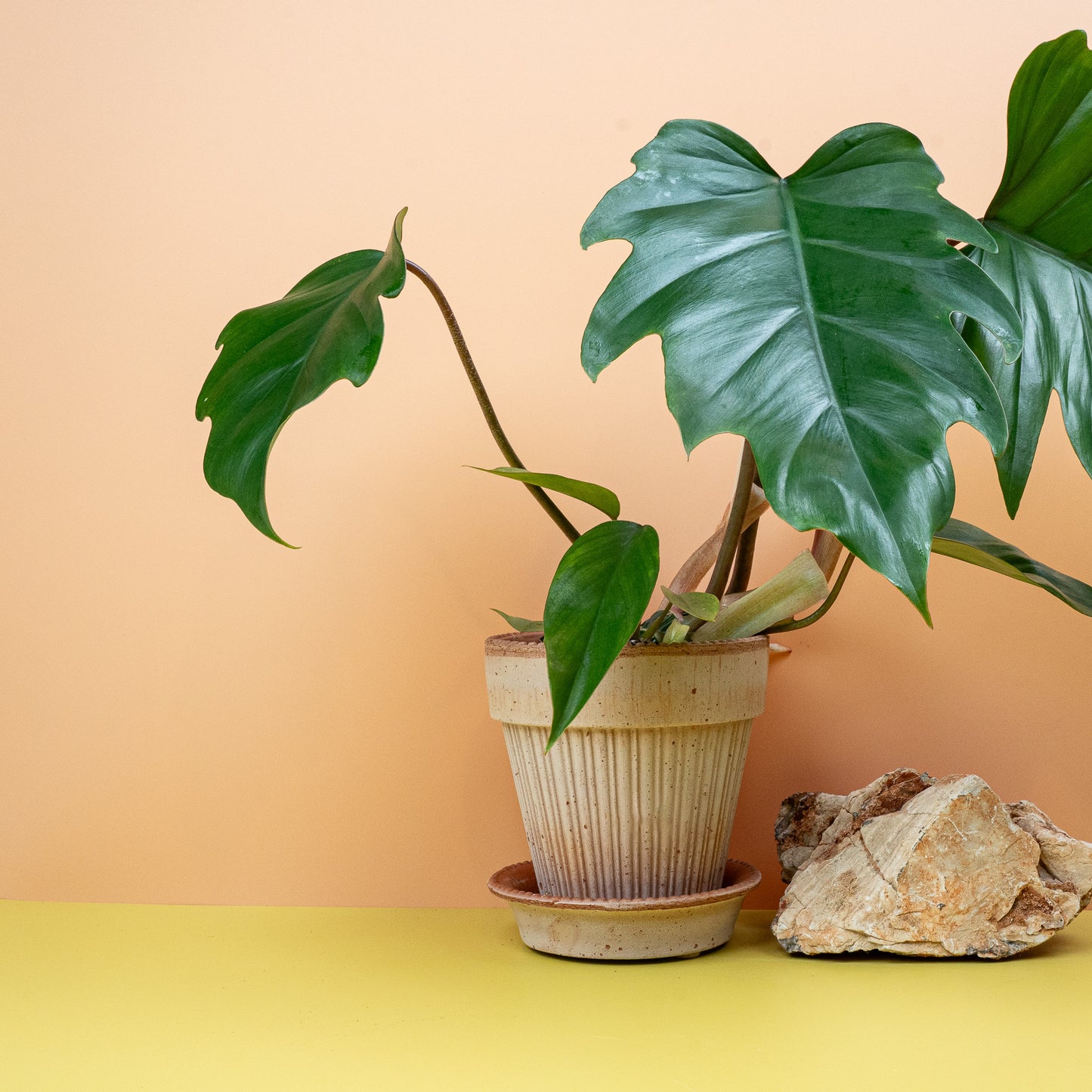 PHILODENDRON MAYOI online bestellen bei potflourri