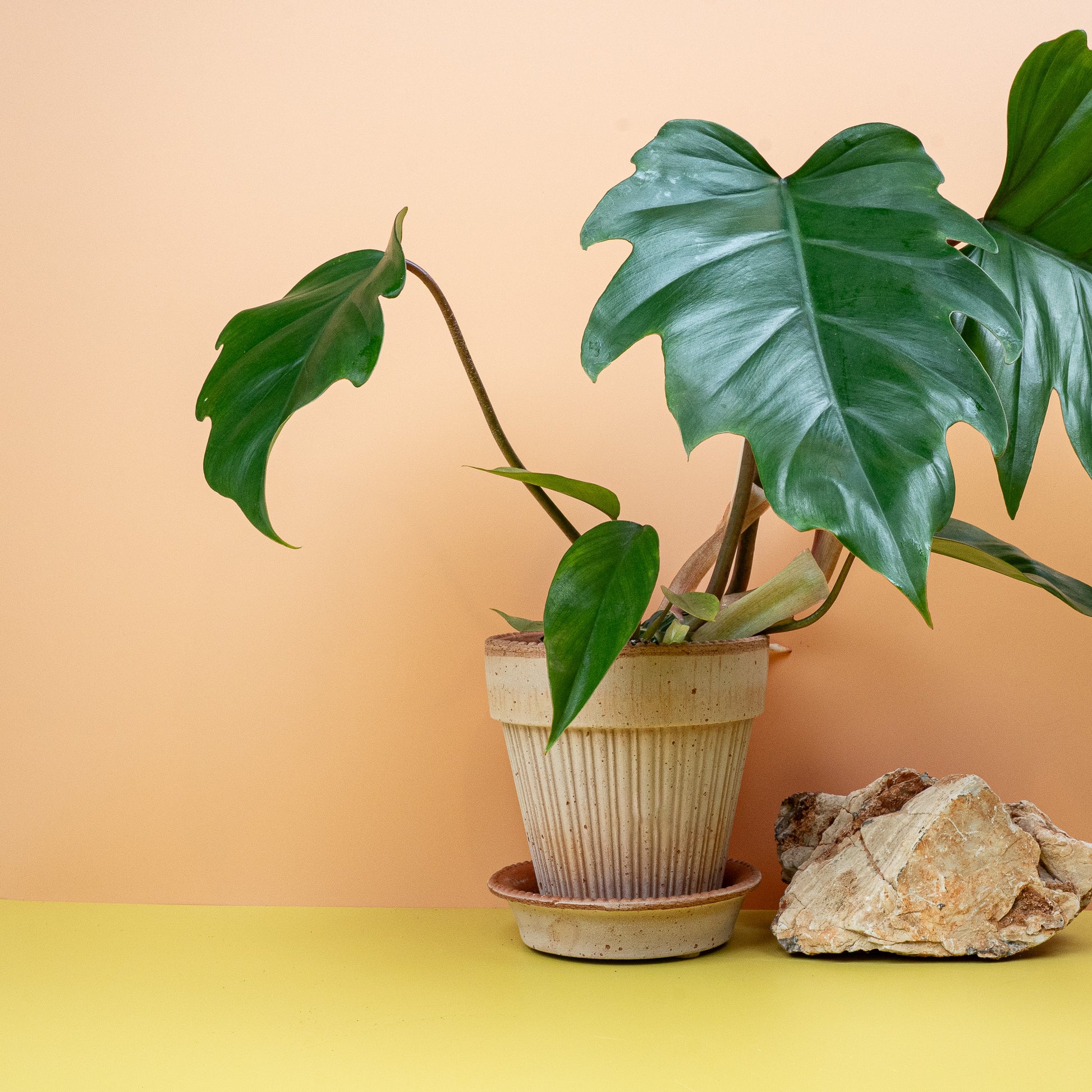 PHILODENDRON MAYOI online bestellen bei potflourri