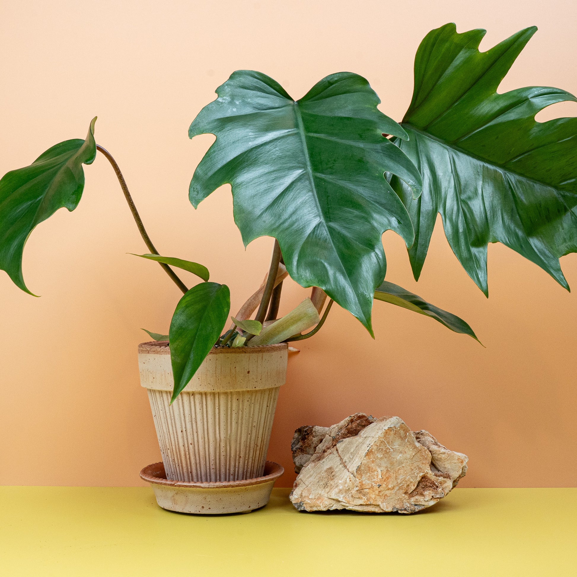 philodendron fensterblatt PHILODENDRON MAYOI online kaufen bei potflourri