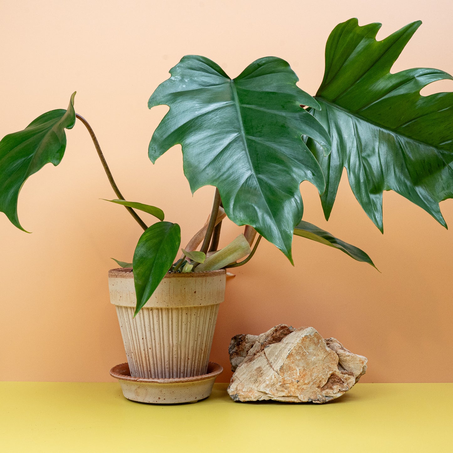PHILODENDRON MAYOI online bestellen bei potflourri