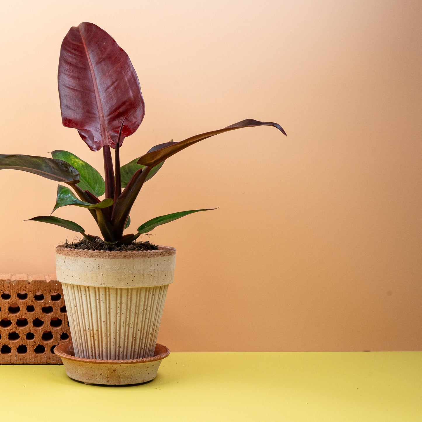 PHILODENDRON MCCOLLEYS FINALE online bestellen bei potflourri