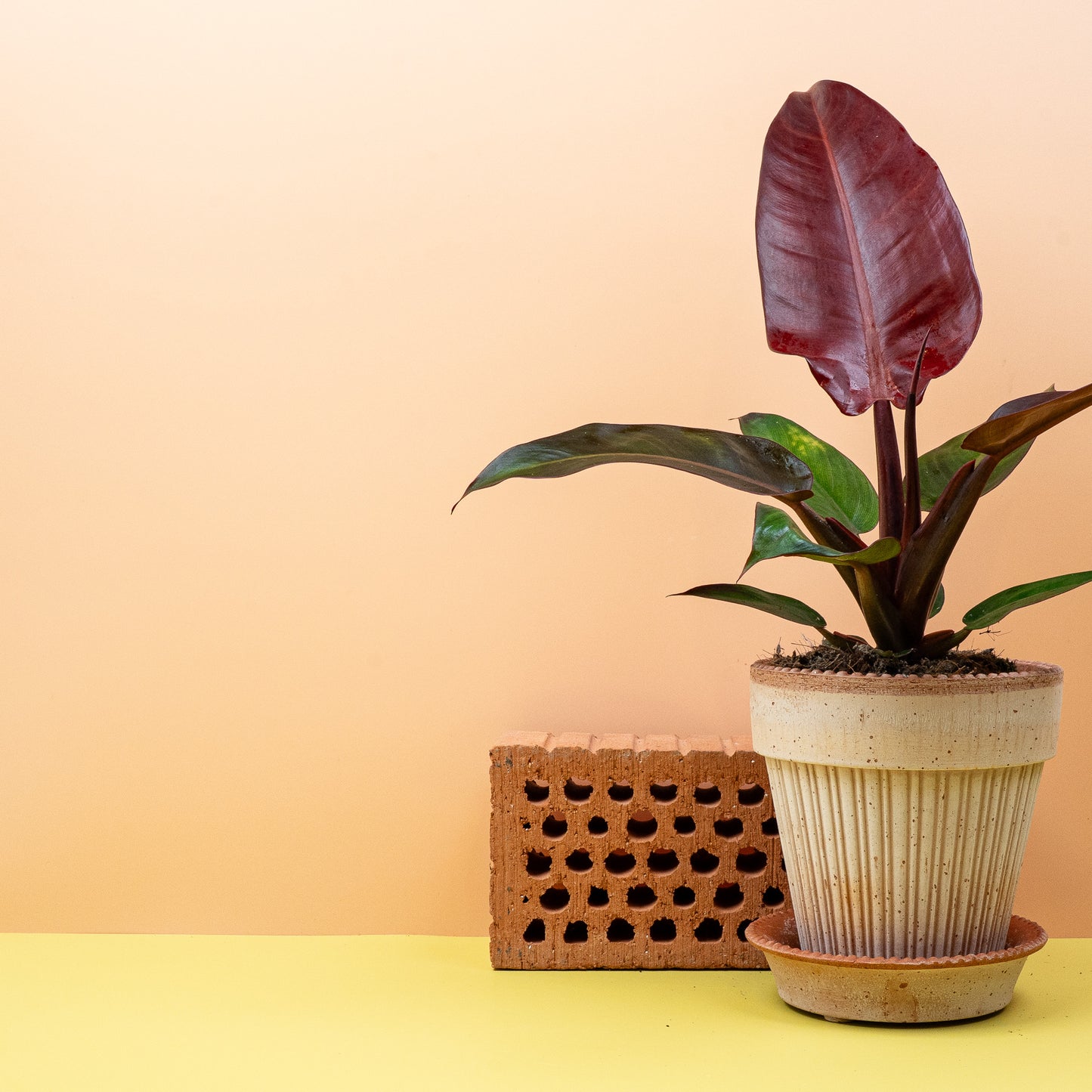 PHILODENDRON MCCOLLEYS FINALE online bestellen bei potflourri