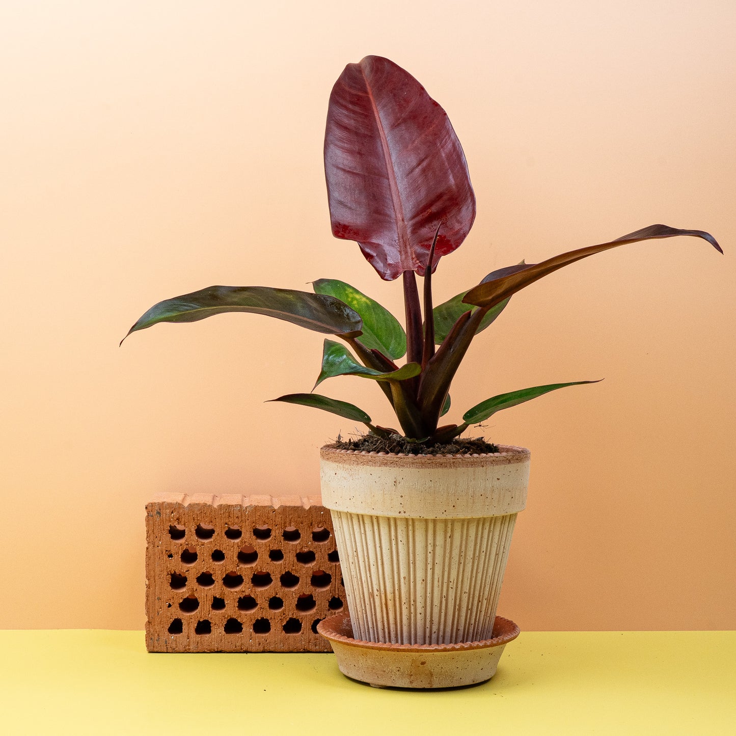 PHILODENDRON MCCOLLEYS FINALE online bestellen bei potflourri