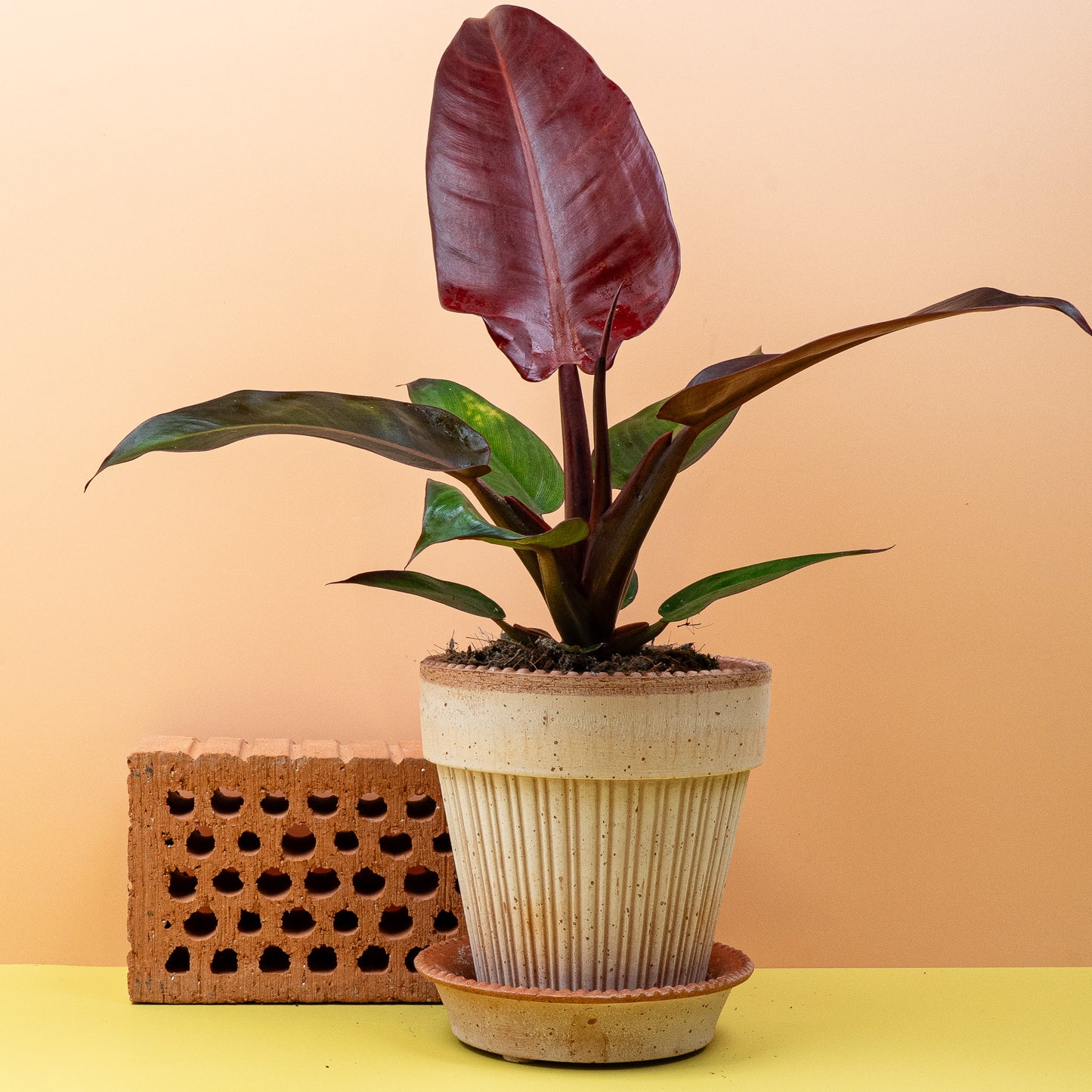 PHILODENDRON MCCOLLEYS FINALE online bestellen bei potflourri