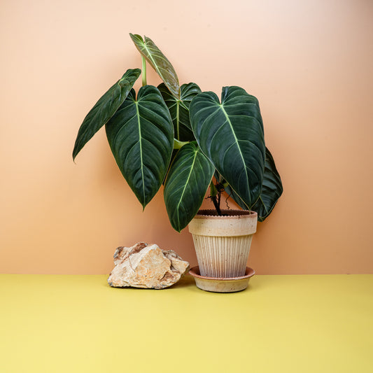 PHILODENDRON MELANOCHRYSUM online bestellen bei potflourri