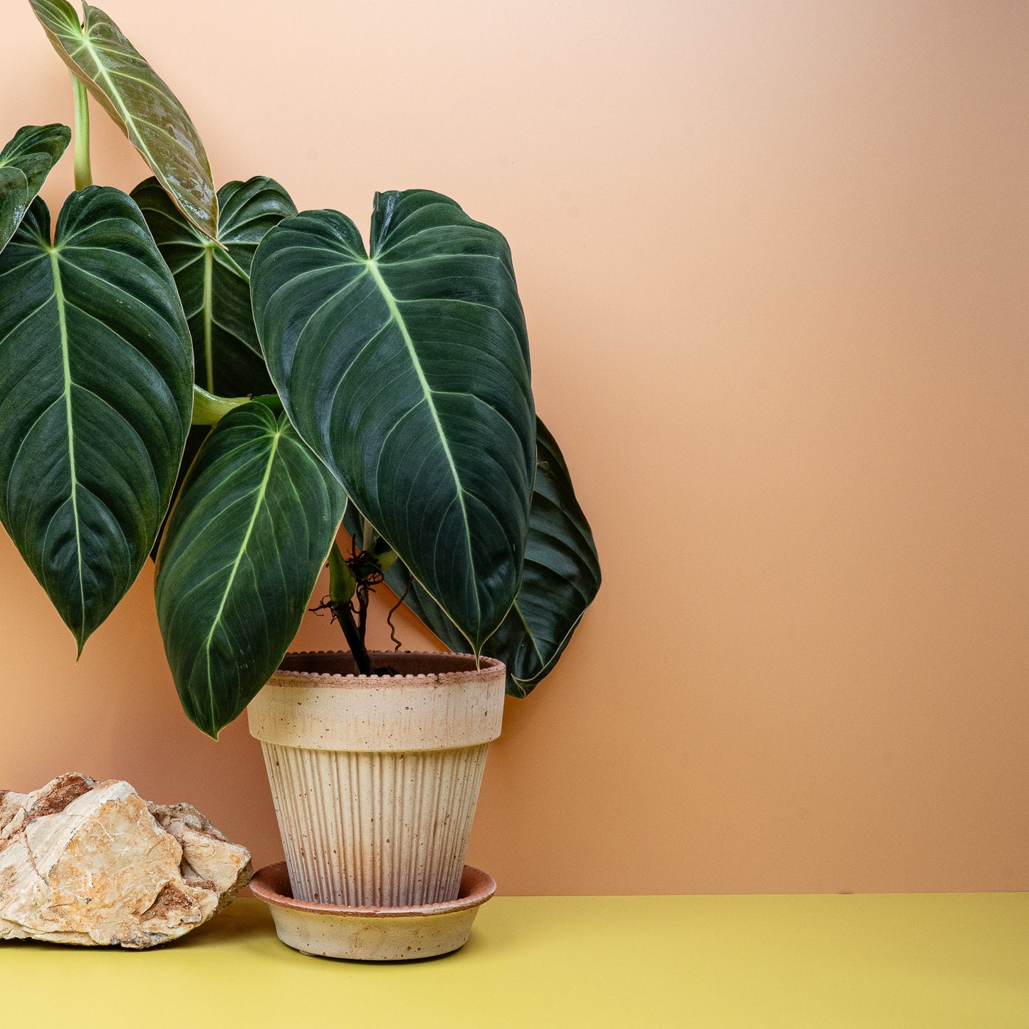PHILODENDRON MELANOCHRYSUM online bestellen bei potflourri