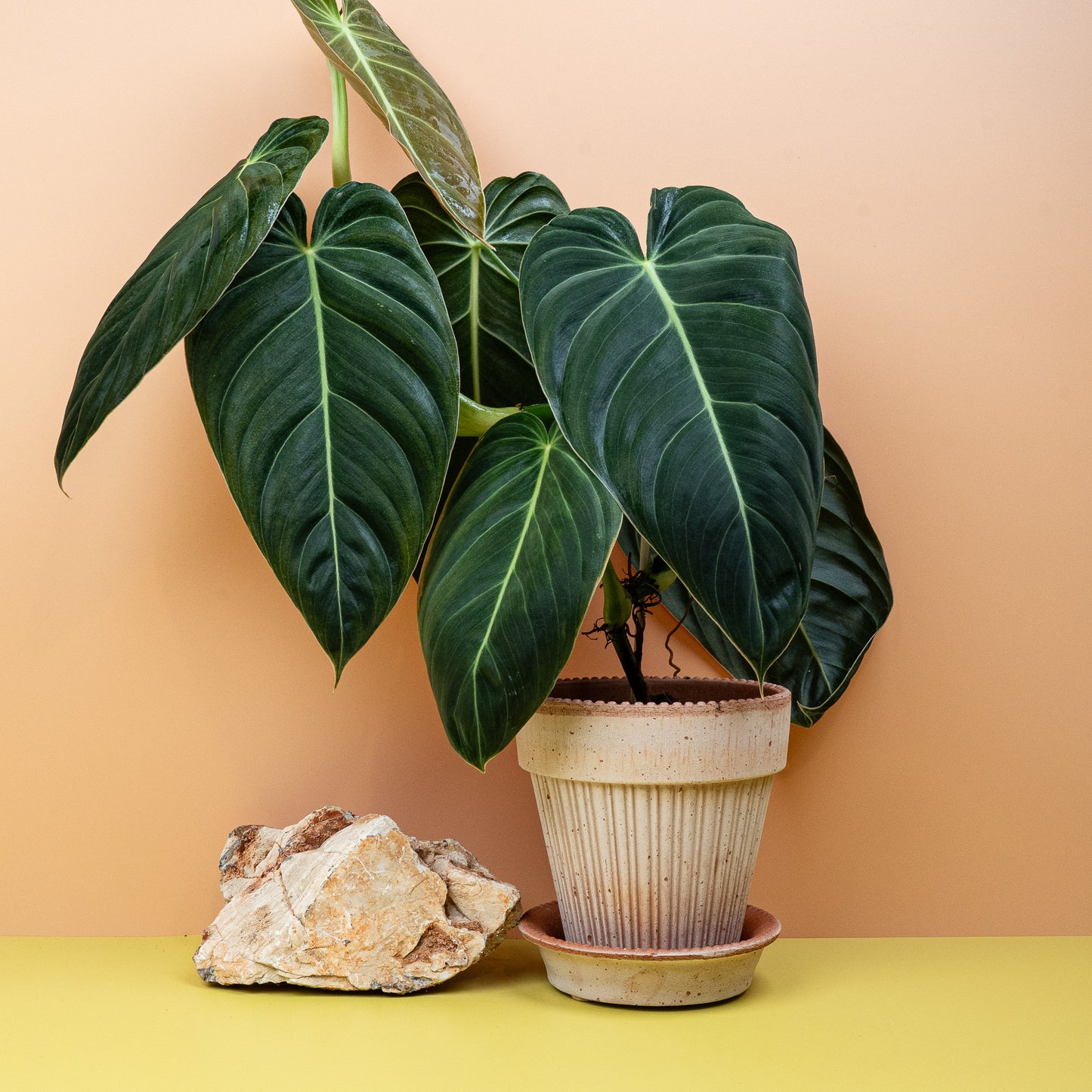 PHILODENDRON MELANOCHRYSUM online bestellen bei potflourri