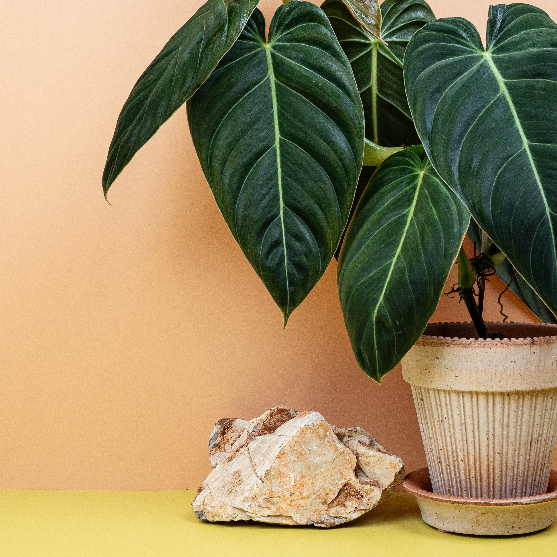 PHILODENDRON MELANOCHRYSUM online bestellen bei potflourri