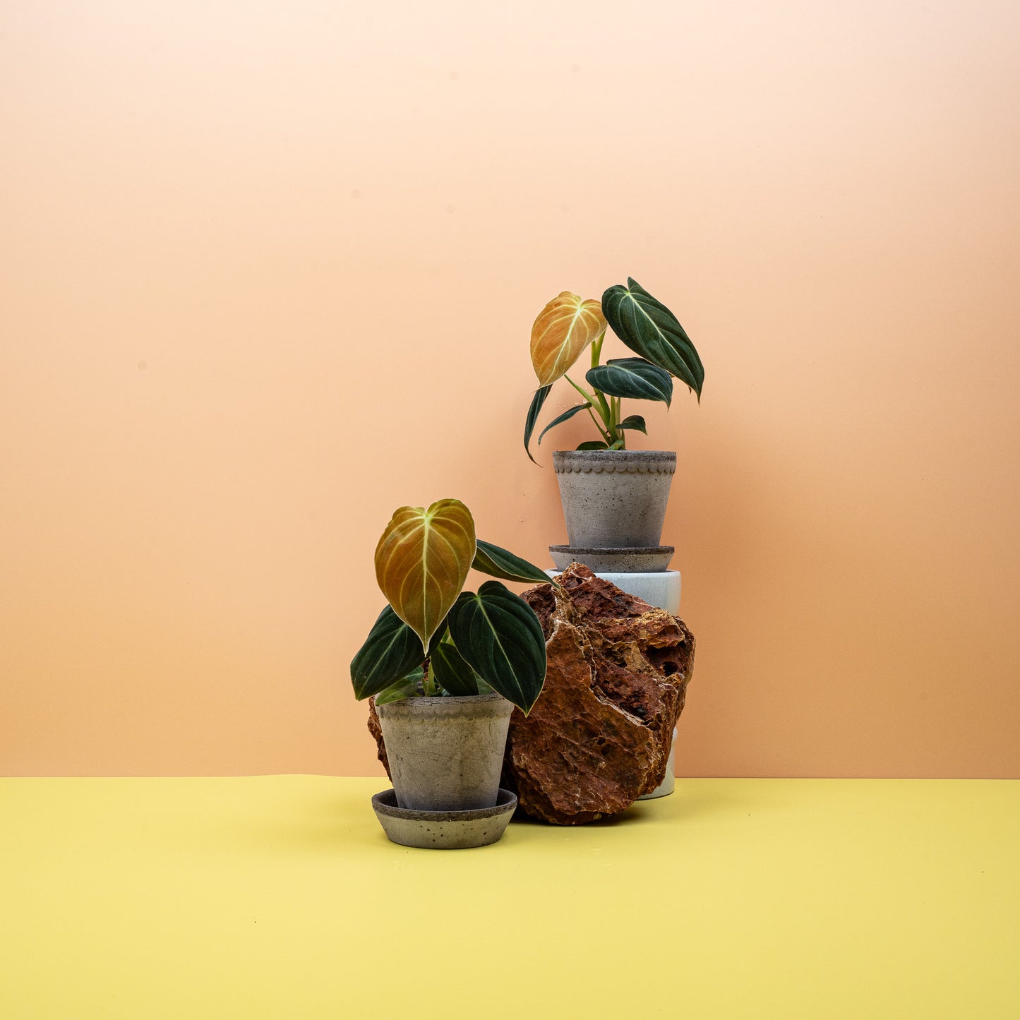 PHILODENDRON MELANOCHRYSUM online bestellen bei potflourri